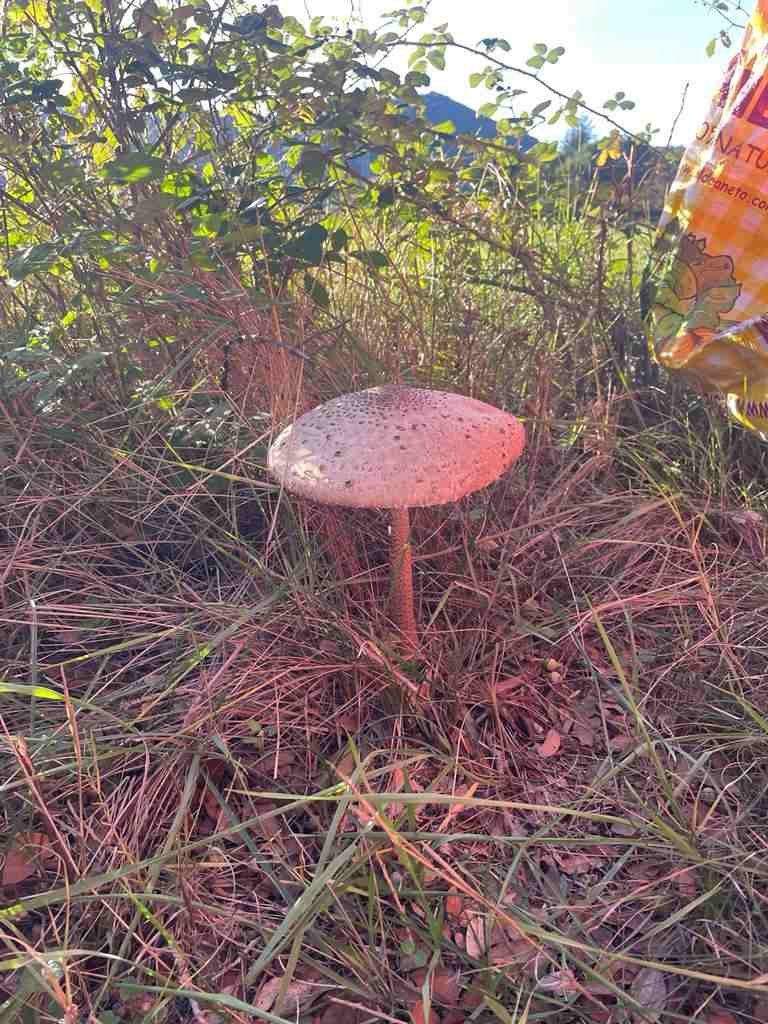 sortida_tardor_infantil (6)