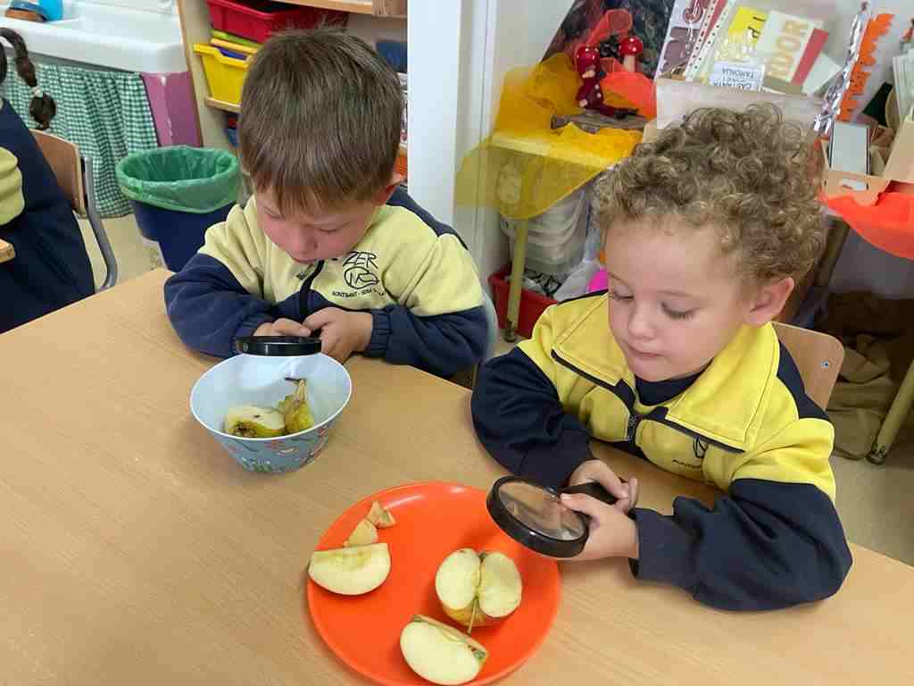 tastet_fruits_tardor (13)