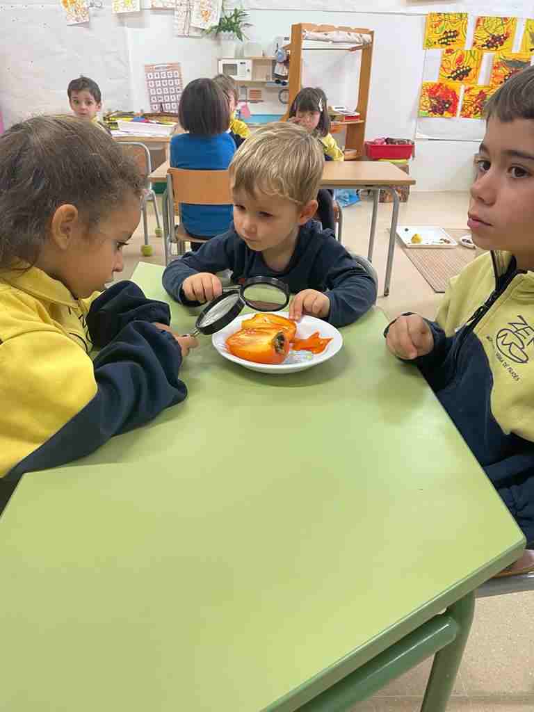 tastet_fruits_tardor (15)