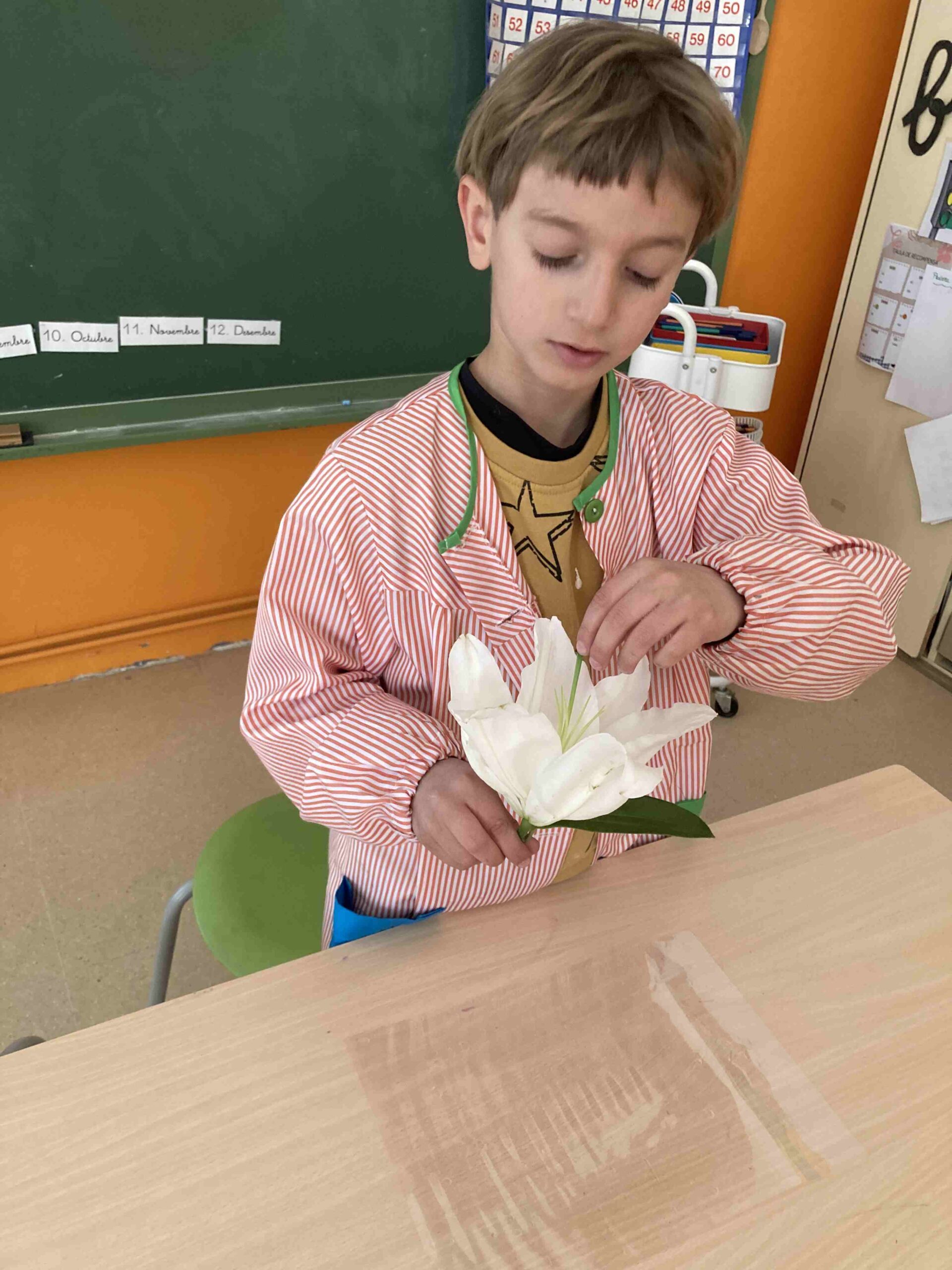 disseccio flor ci (11)