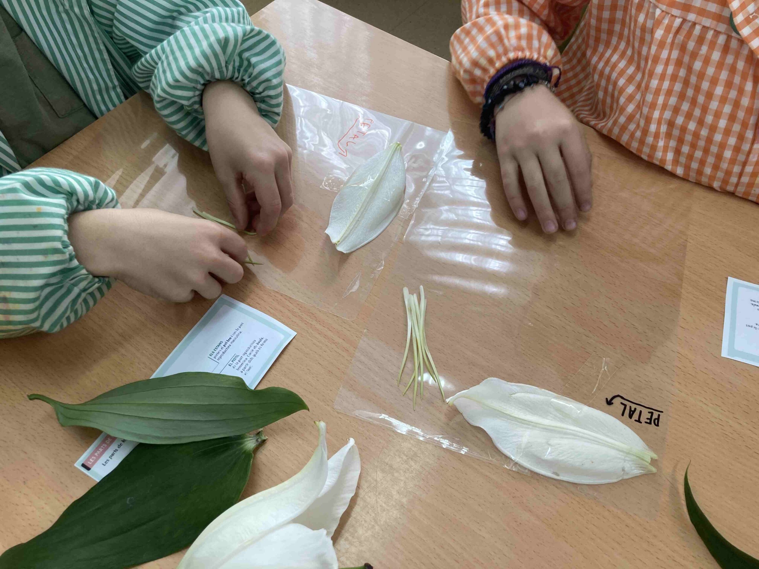 disseccio flor ci (2)