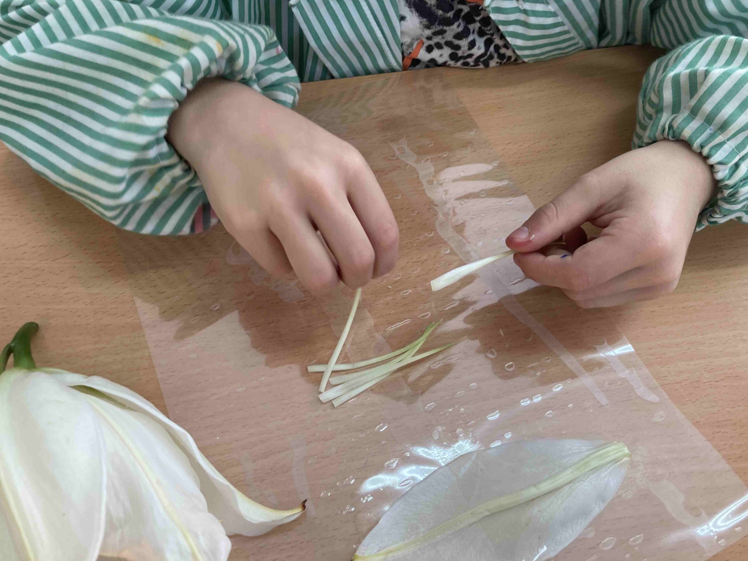 disseccio flor ci (3)