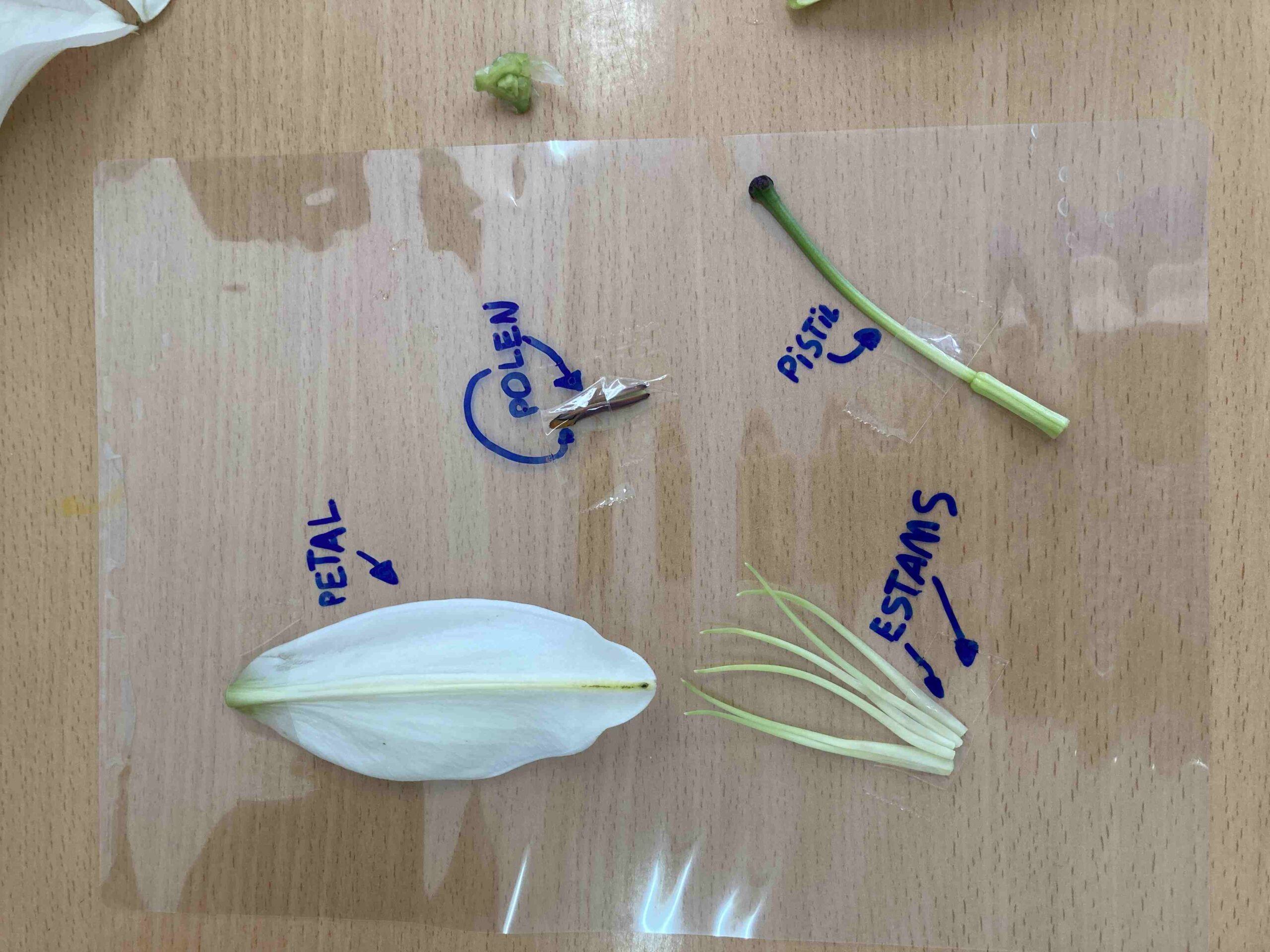 disseccio flor ci (5)