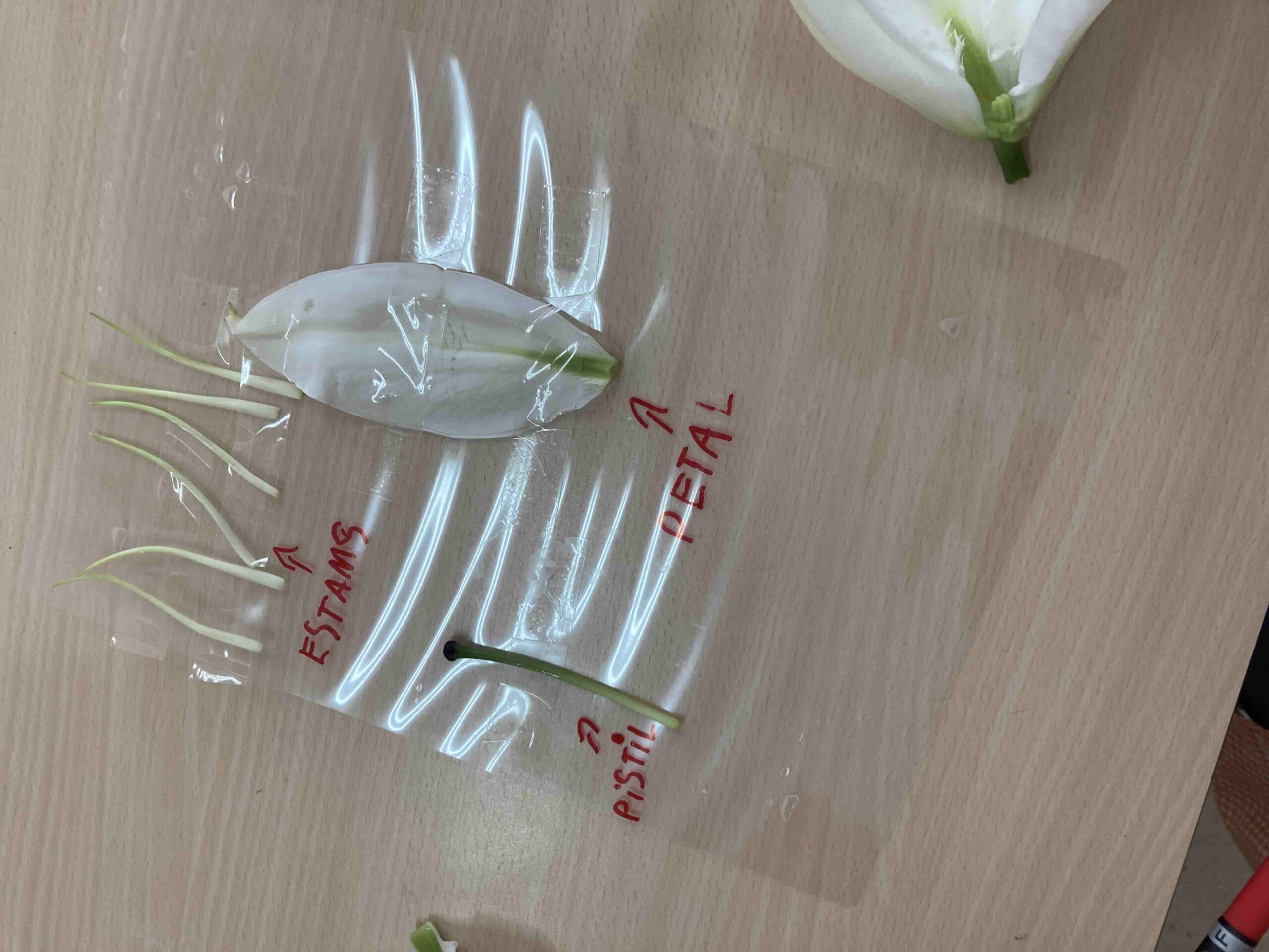 disseccio flor ci (6)
