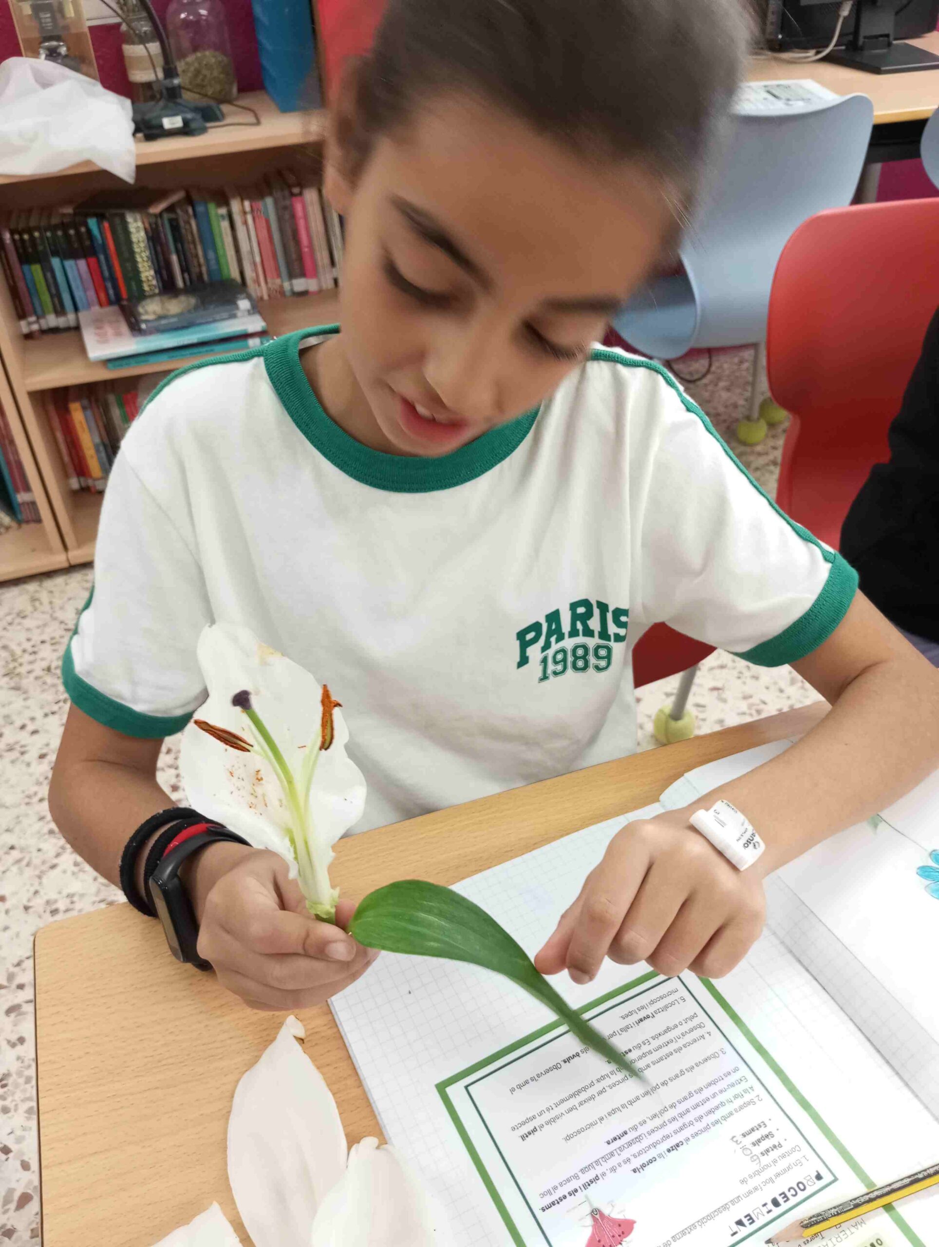 disseccio flor cs (10)