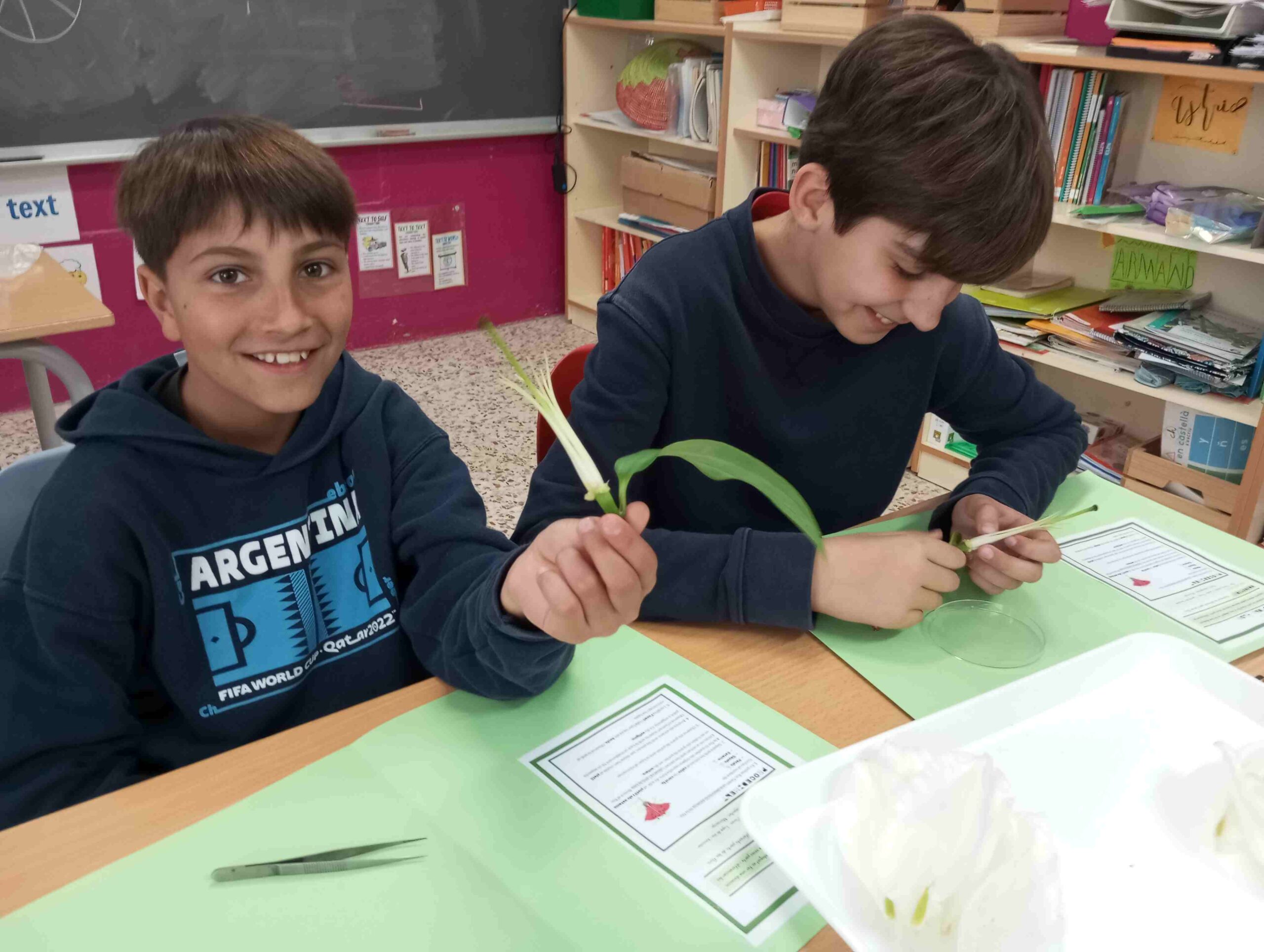 disseccio flor cs (8)