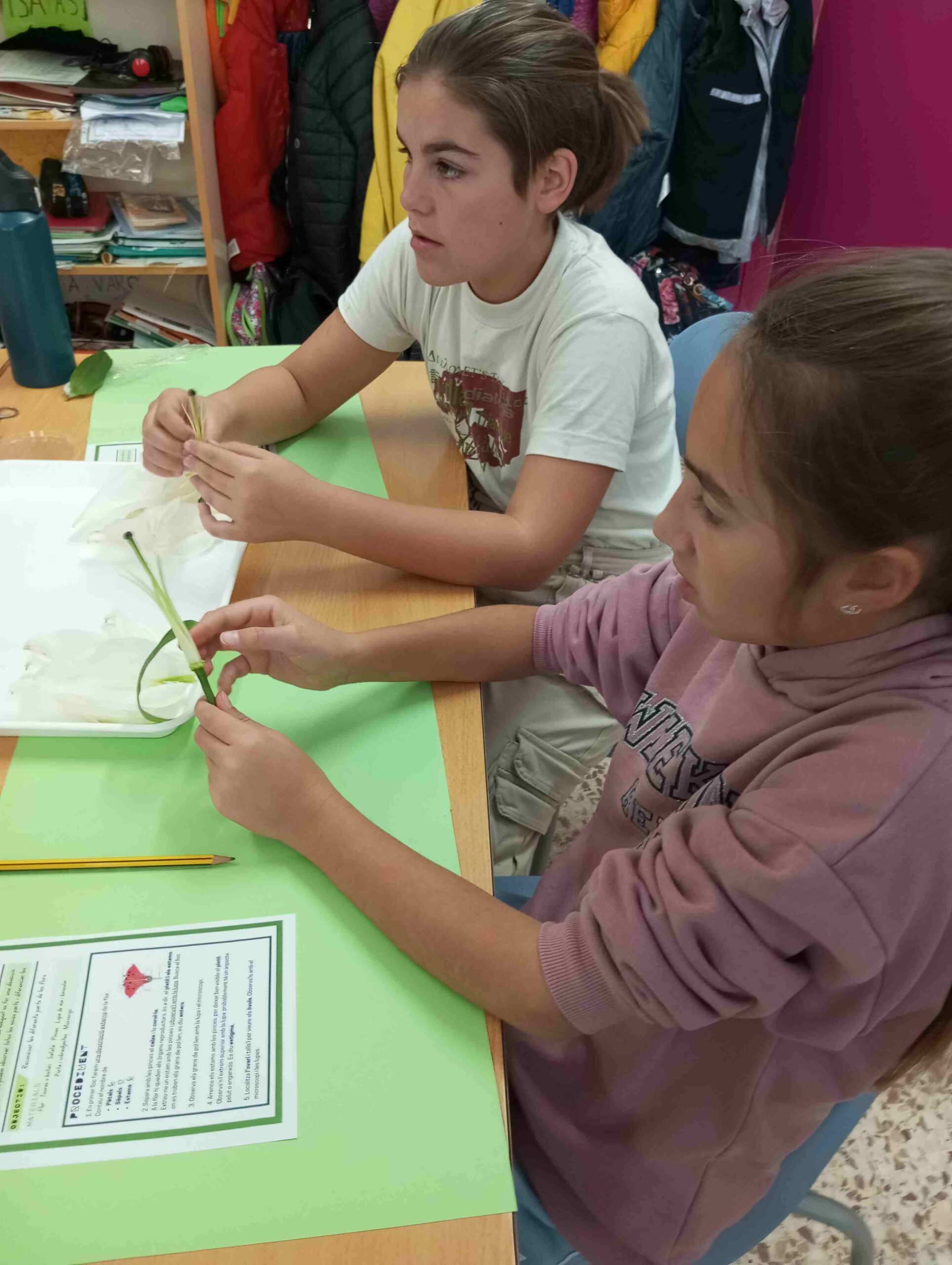 disseccio flor cs (9)