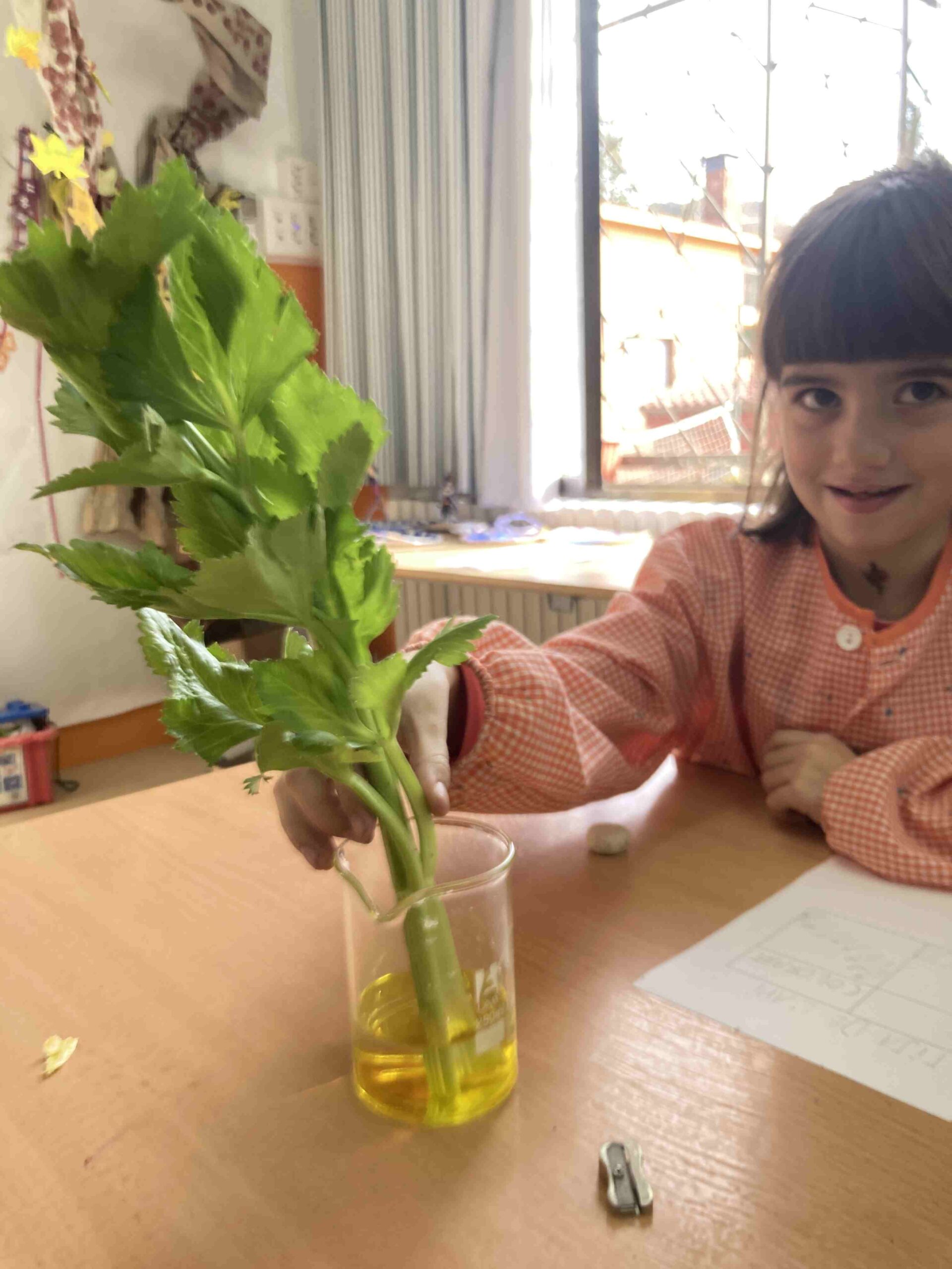 experiment plantes ci (1)