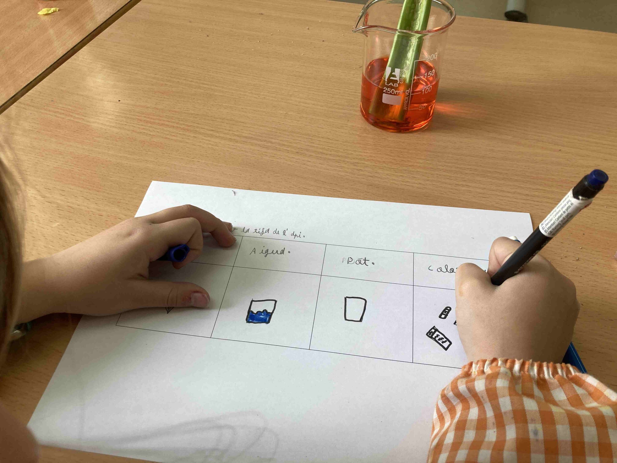 experiment plantes ci (11)