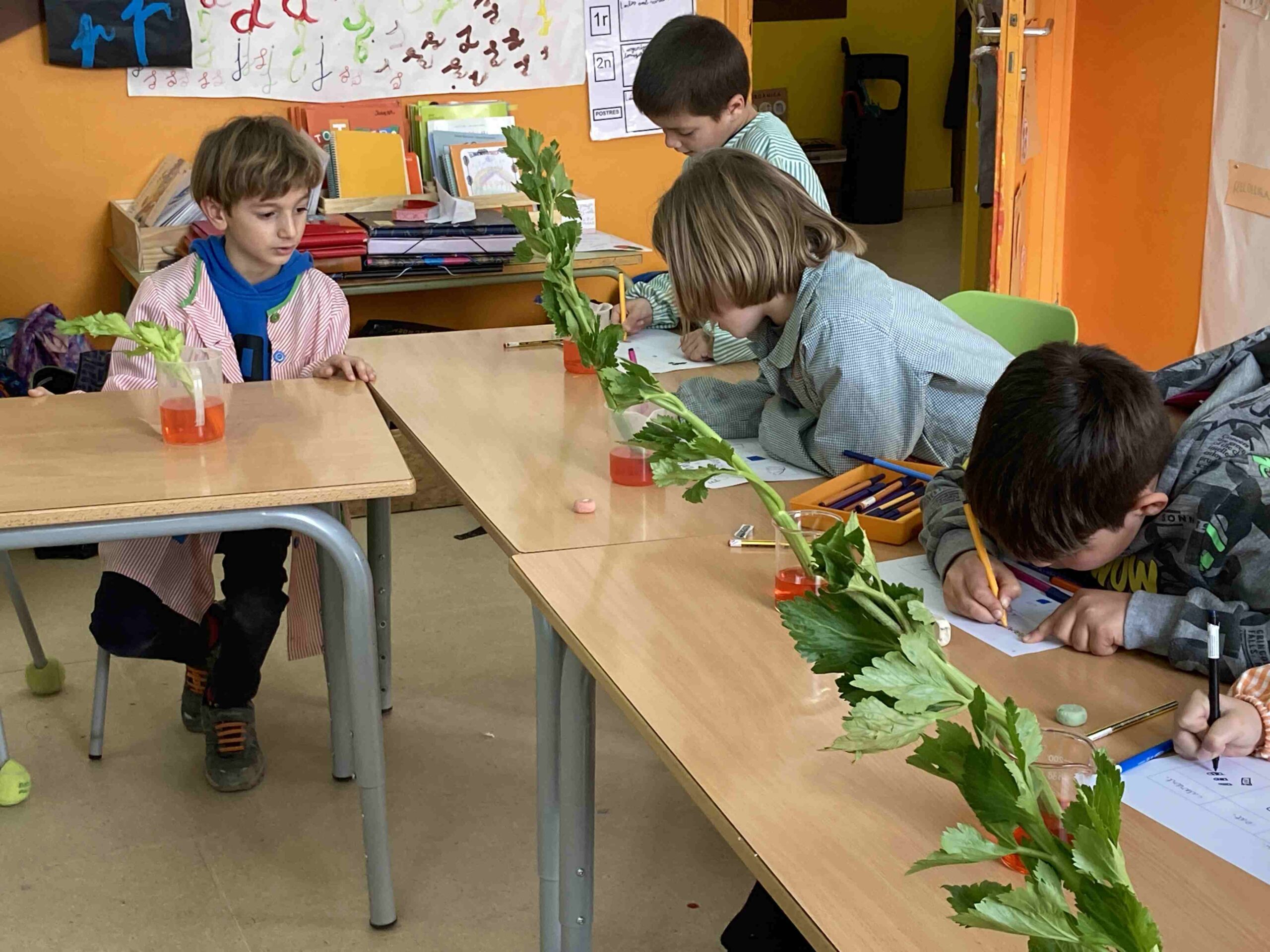 experiment plantes ci (12)