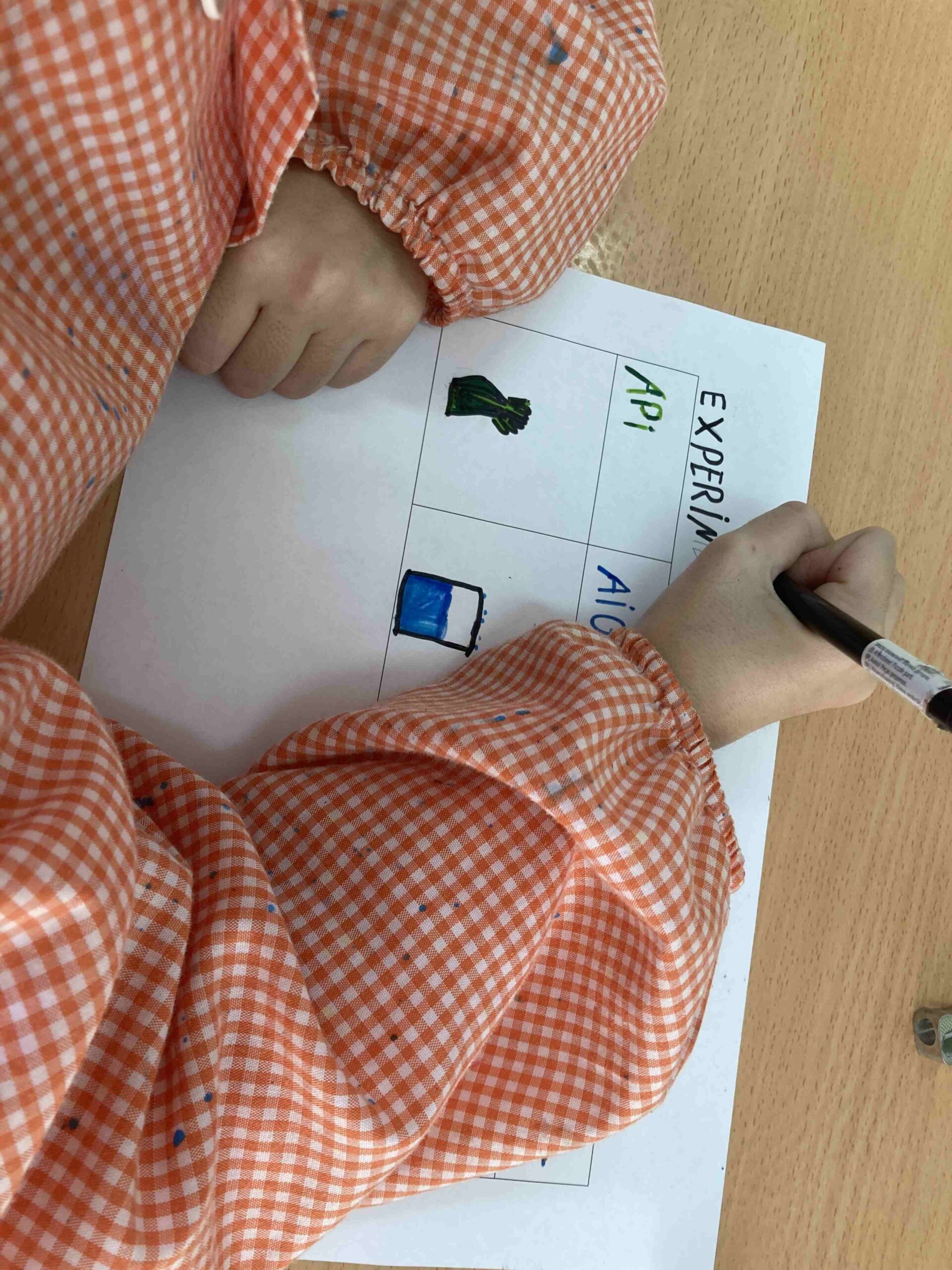 experiment plantes ci (13)