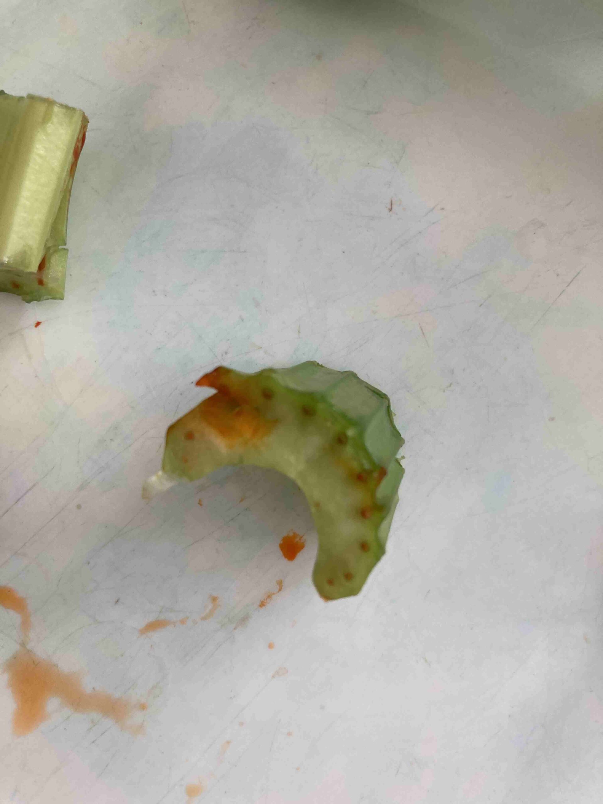 experiment plantes ci (14)