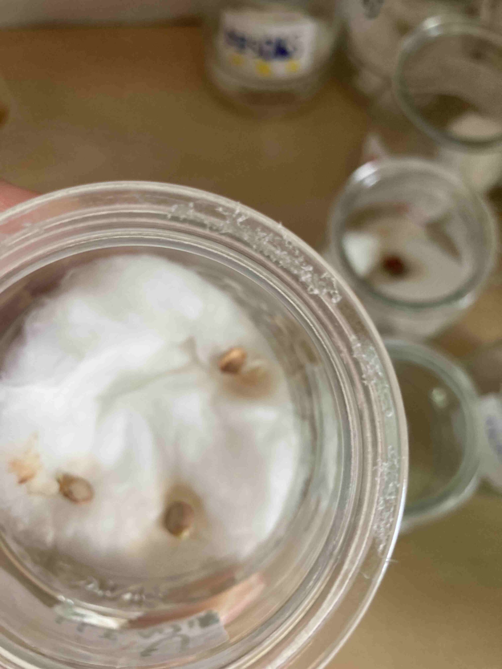 experiment plantes ci (17)