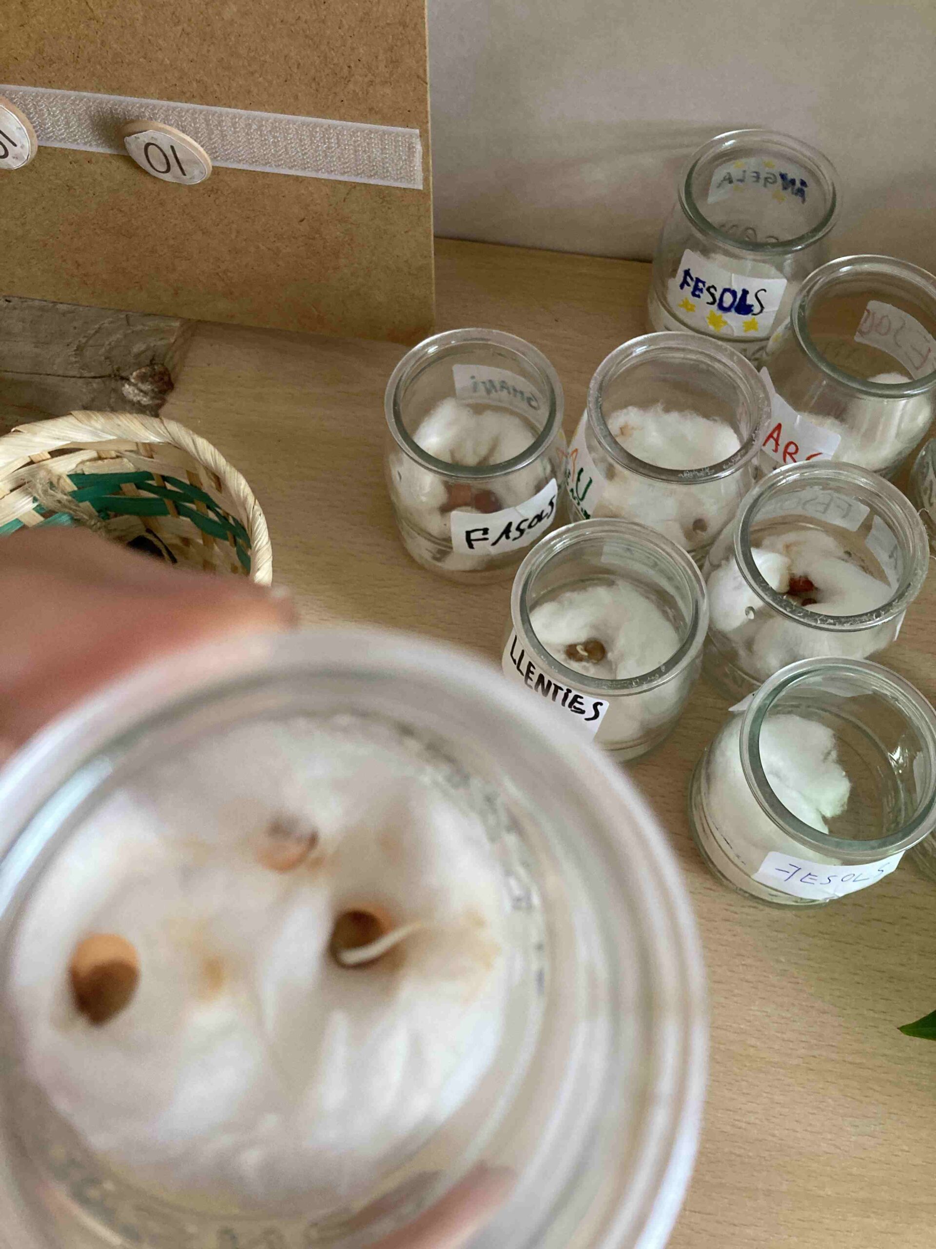 experiment plantes ci (18)