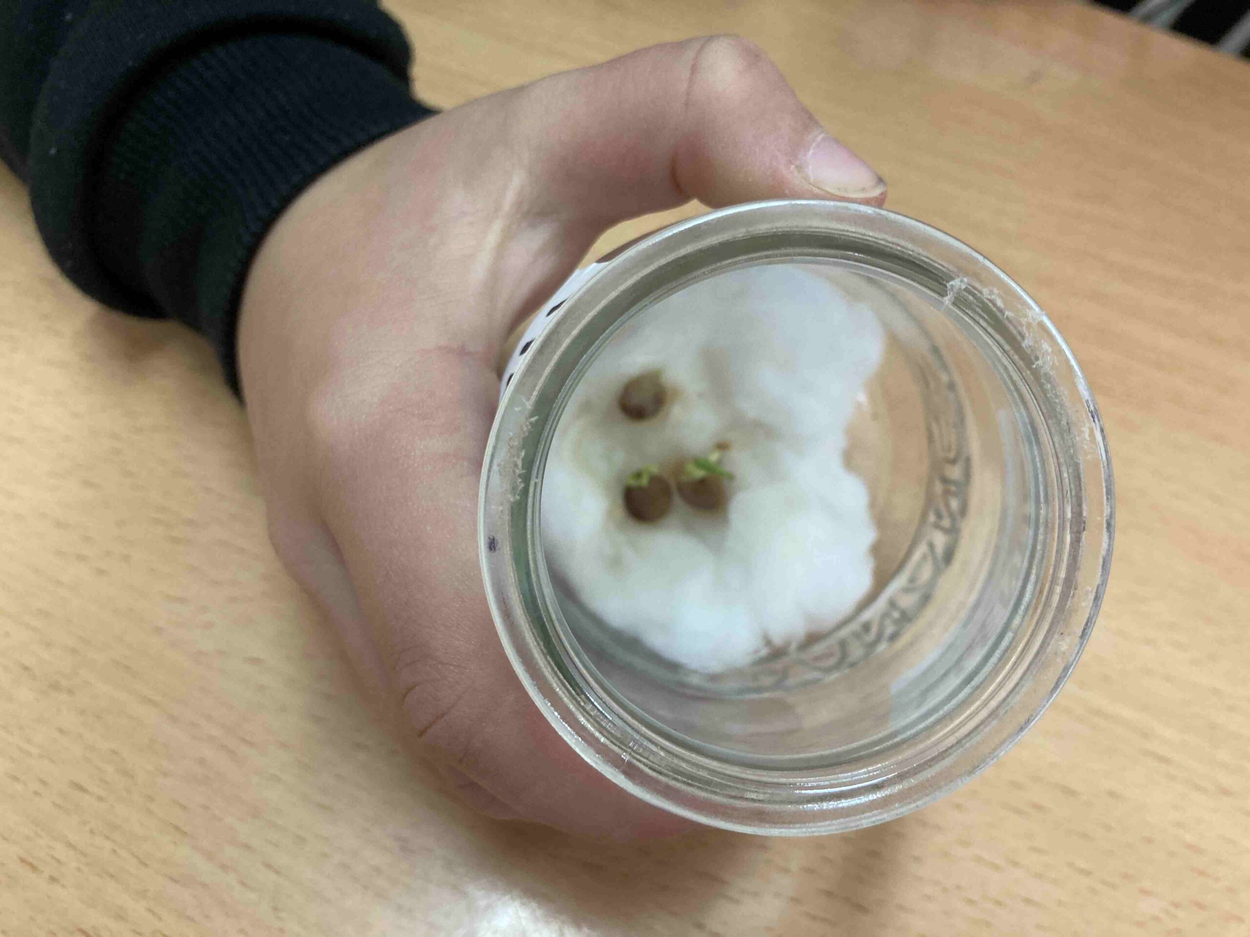 experiment plantes ci (19)