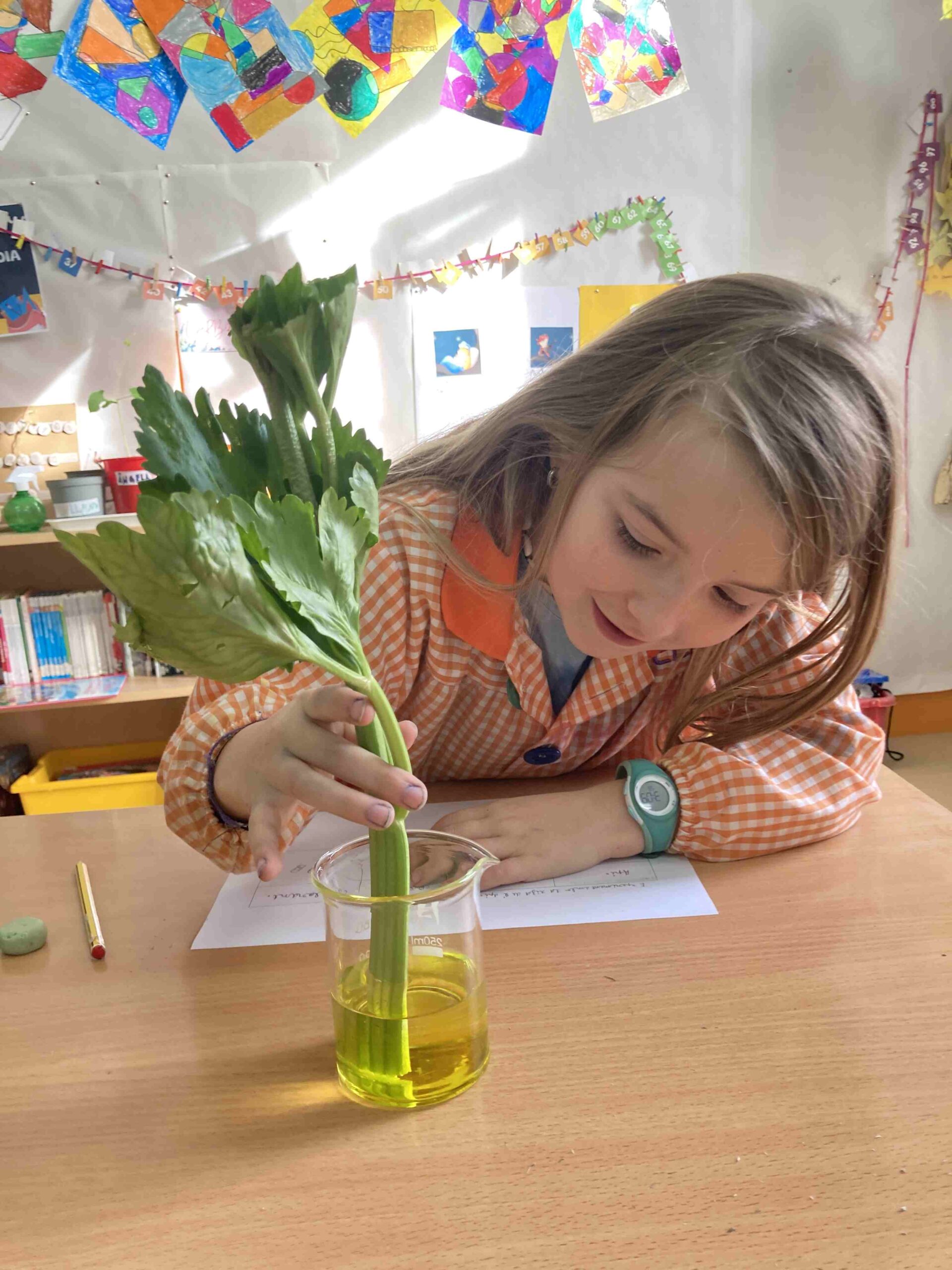 experiment plantes ci (2)