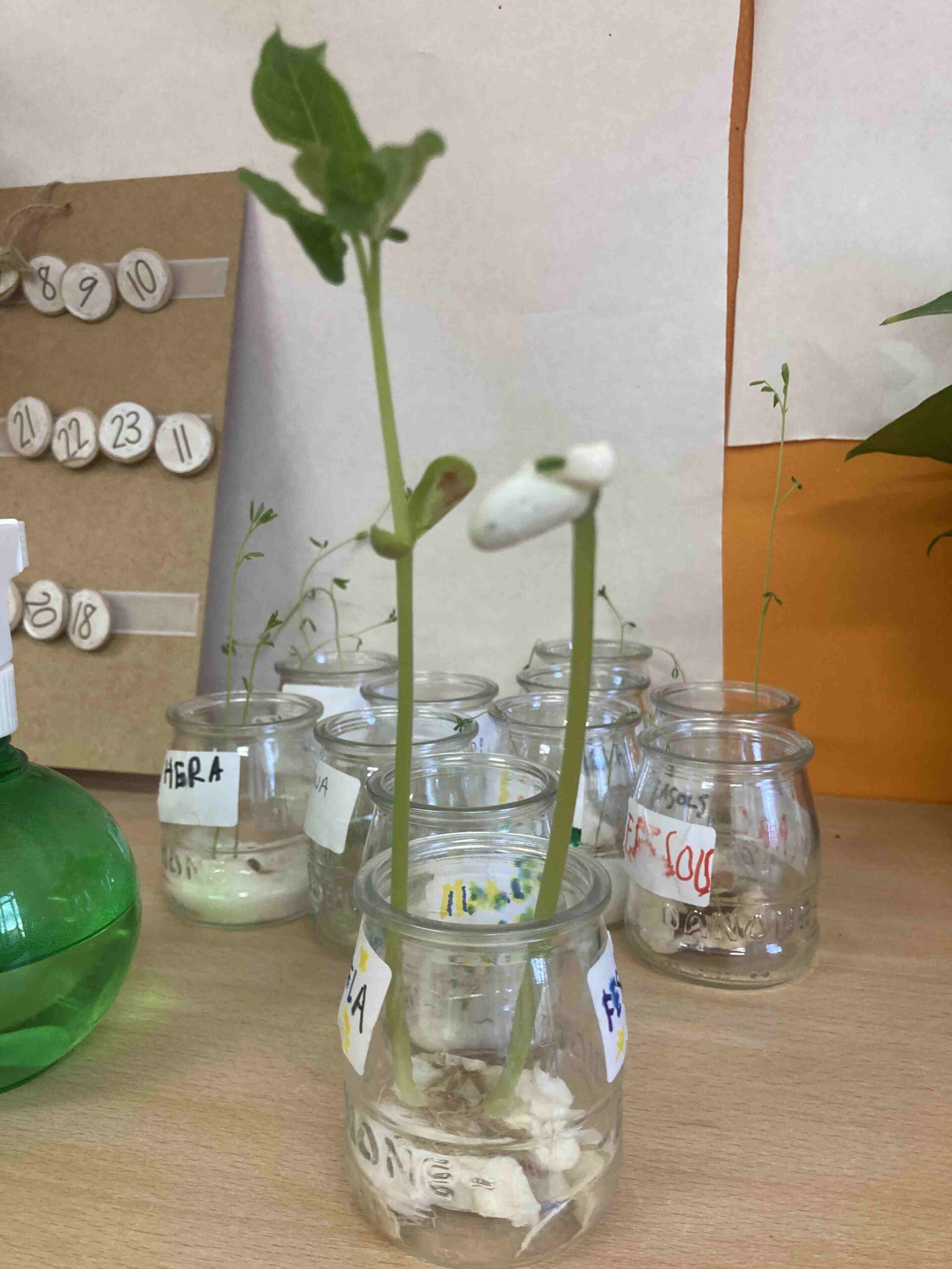 experiment plantes ci (20)