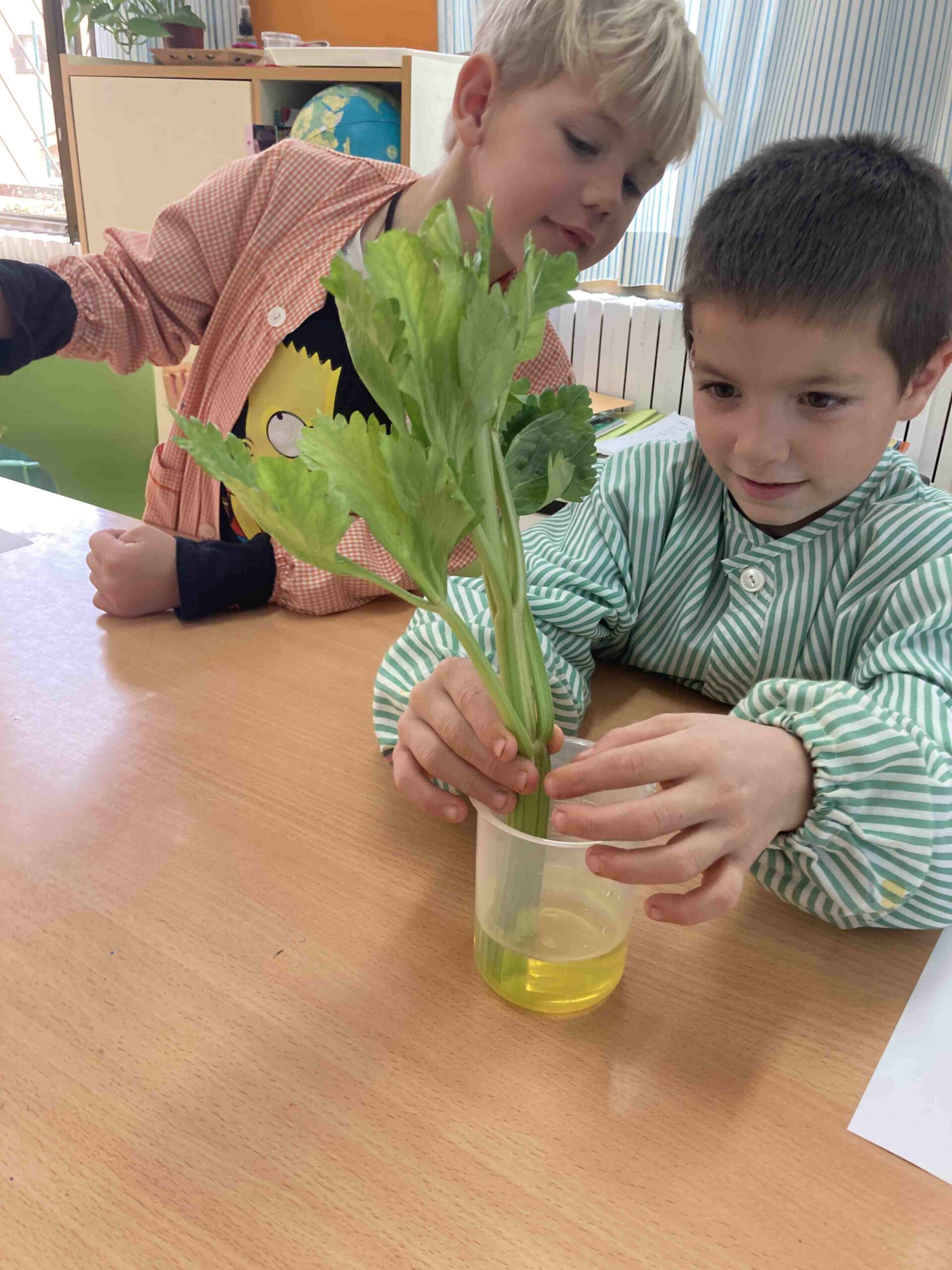 experiment plantes ci (22)