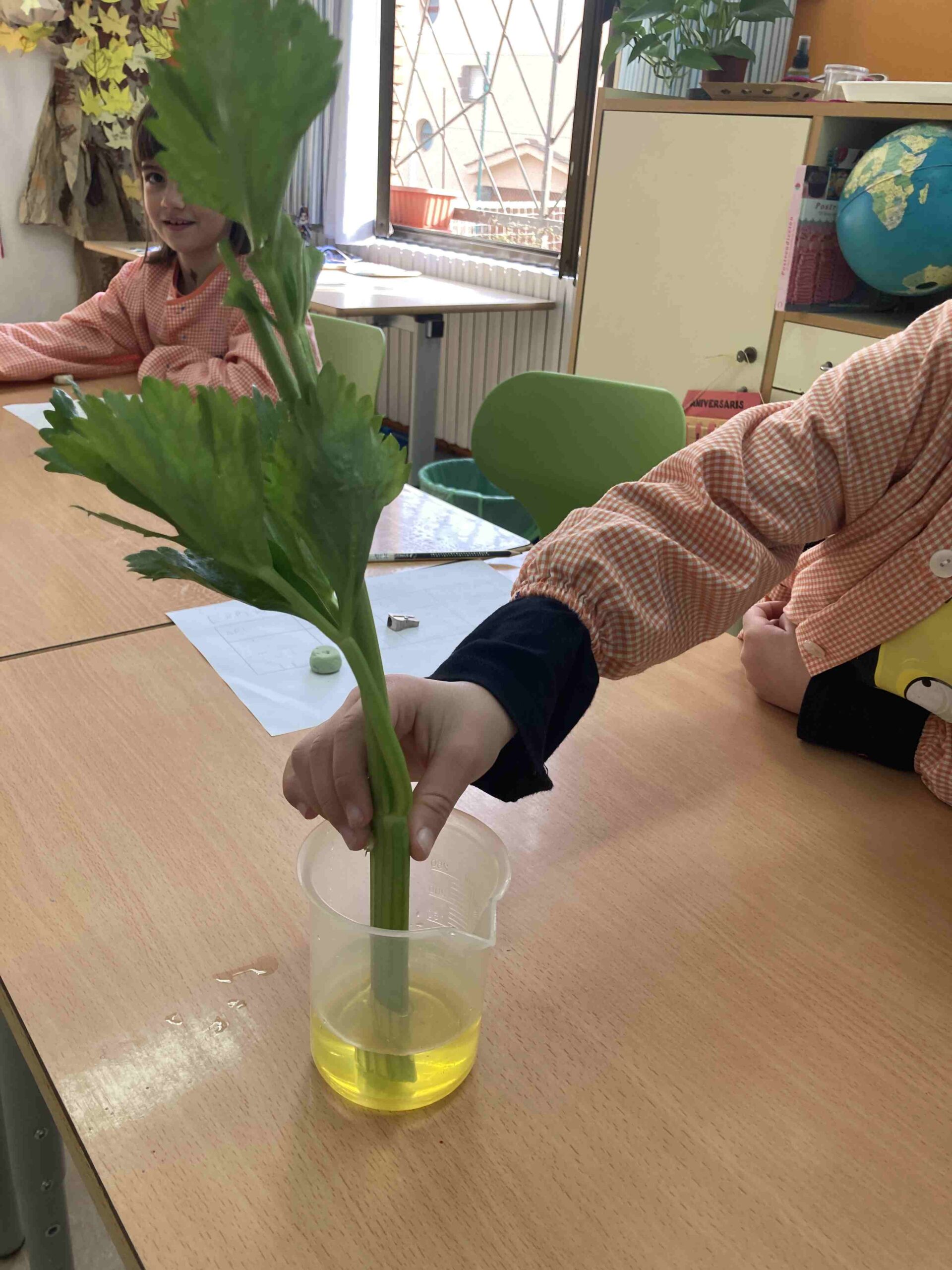 experiment plantes ci (23)