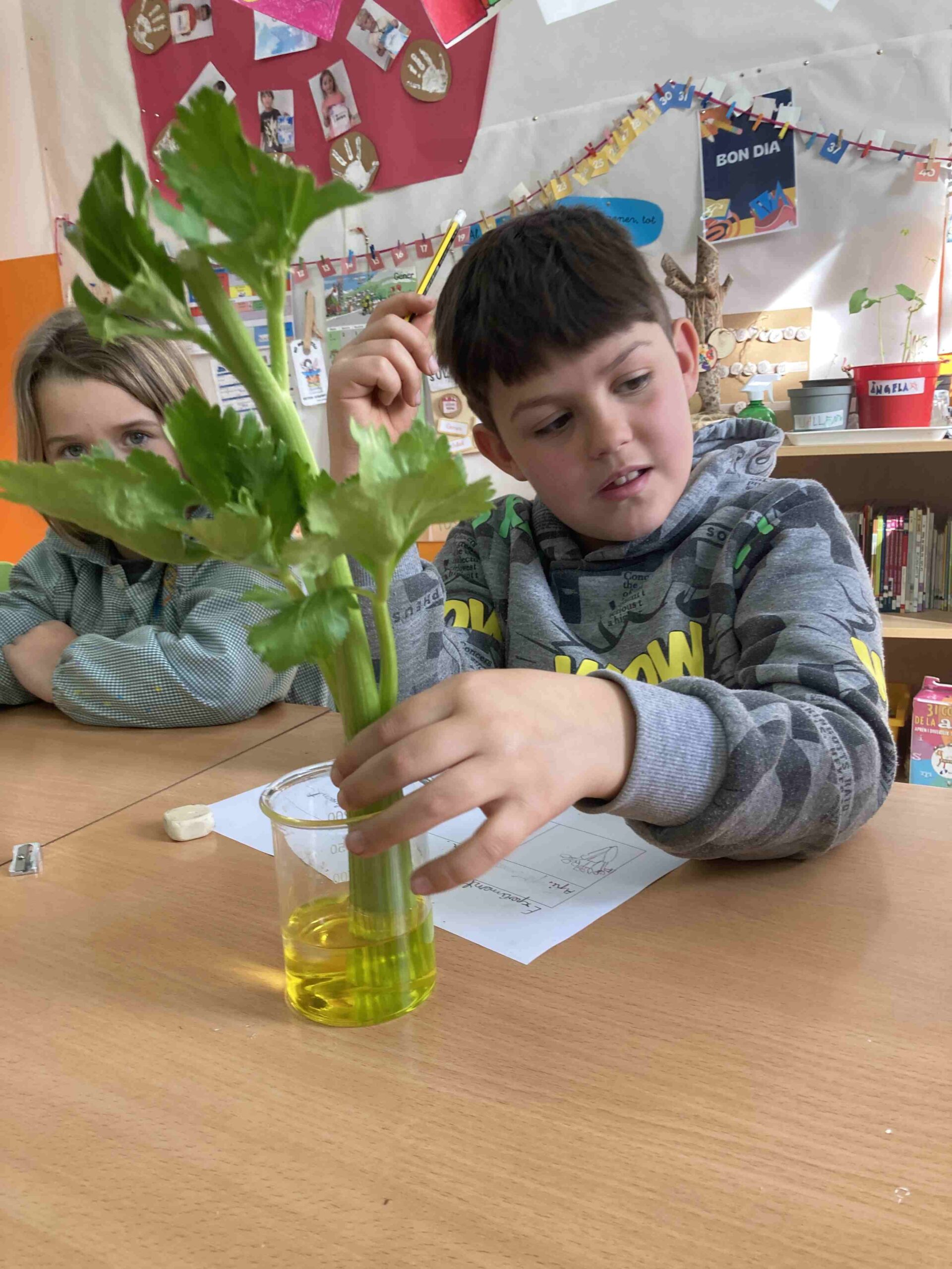 experiment plantes ci (3)