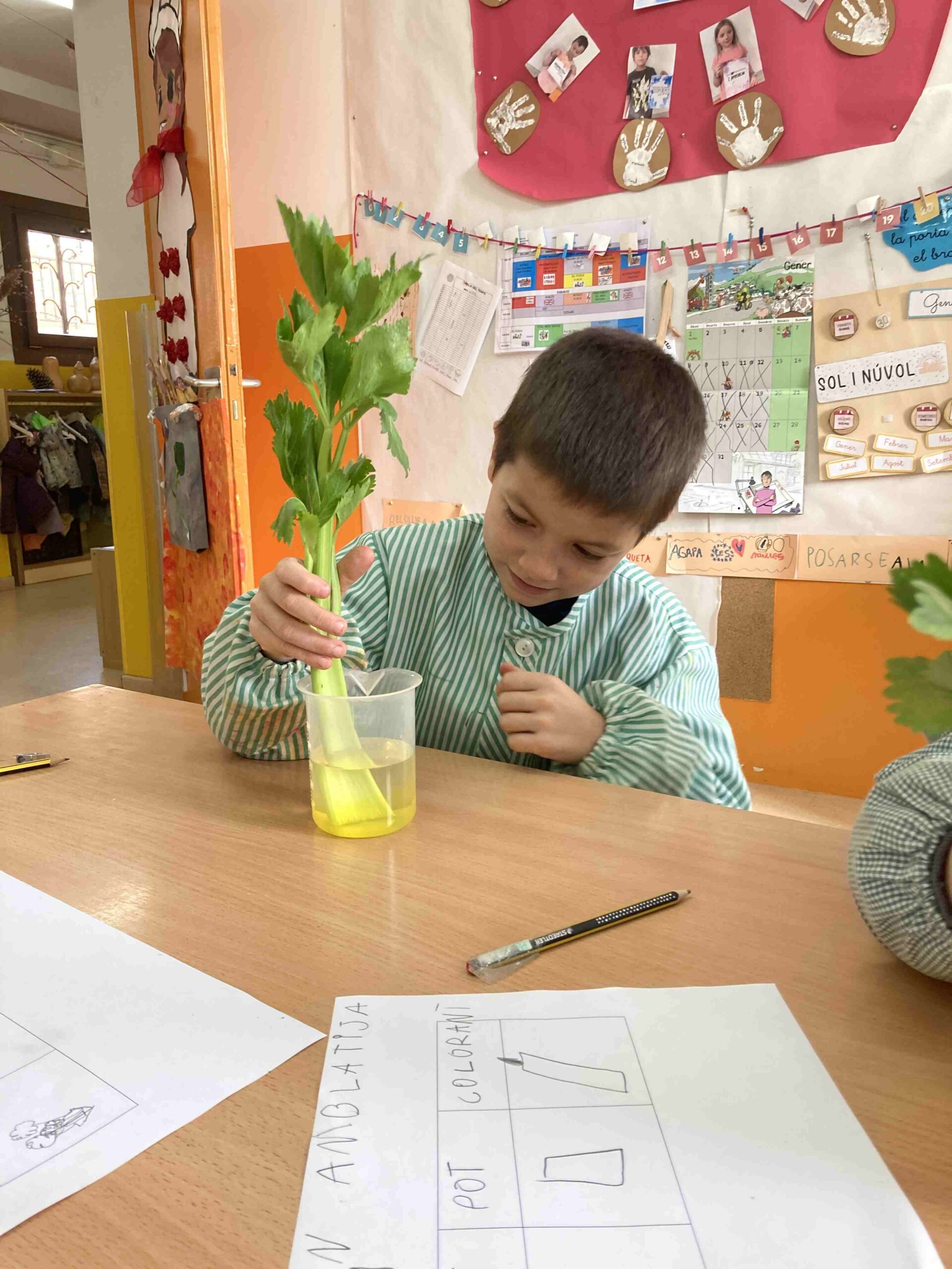 experiment plantes ci (5)