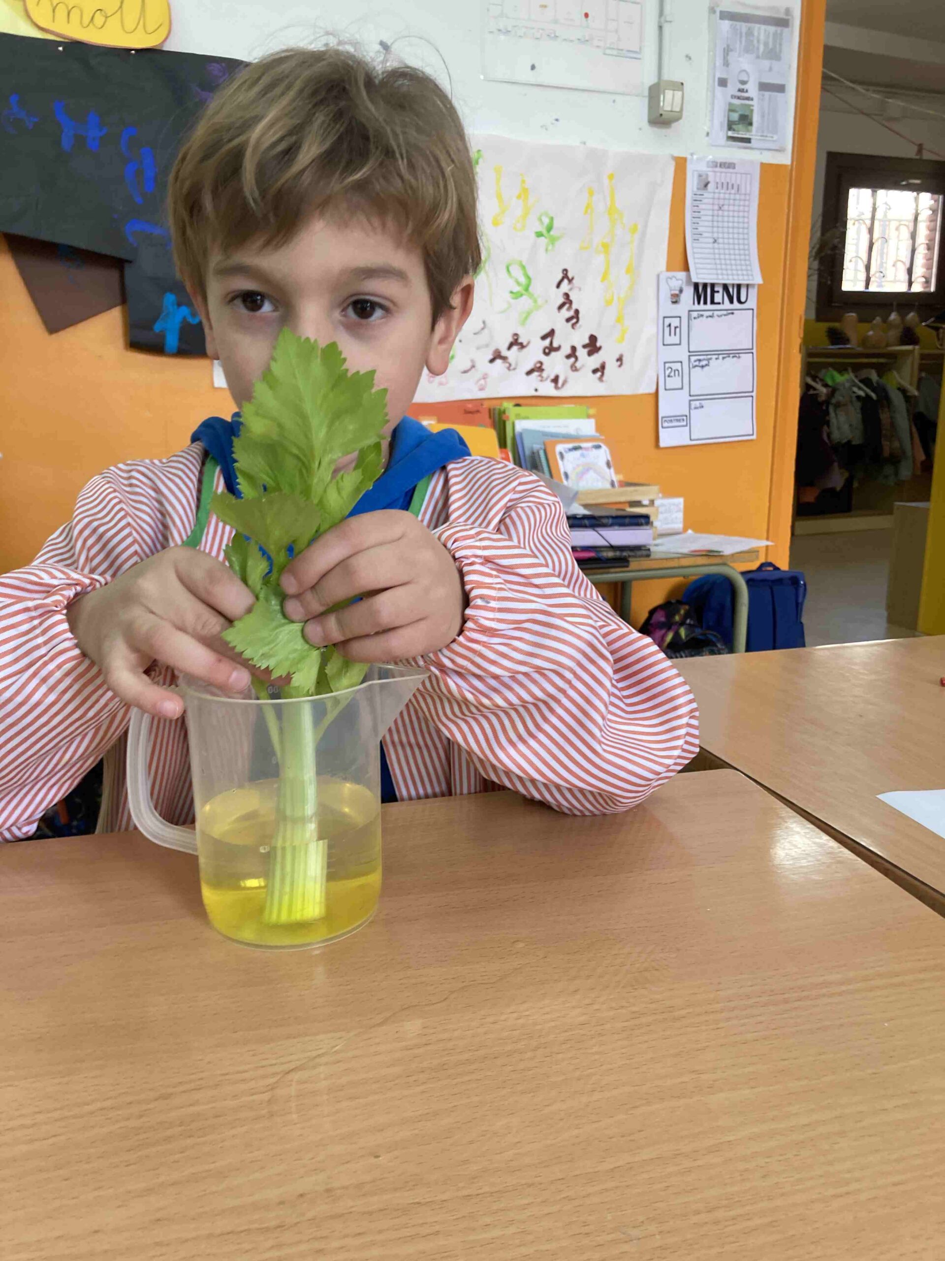 experiment plantes ci (6)