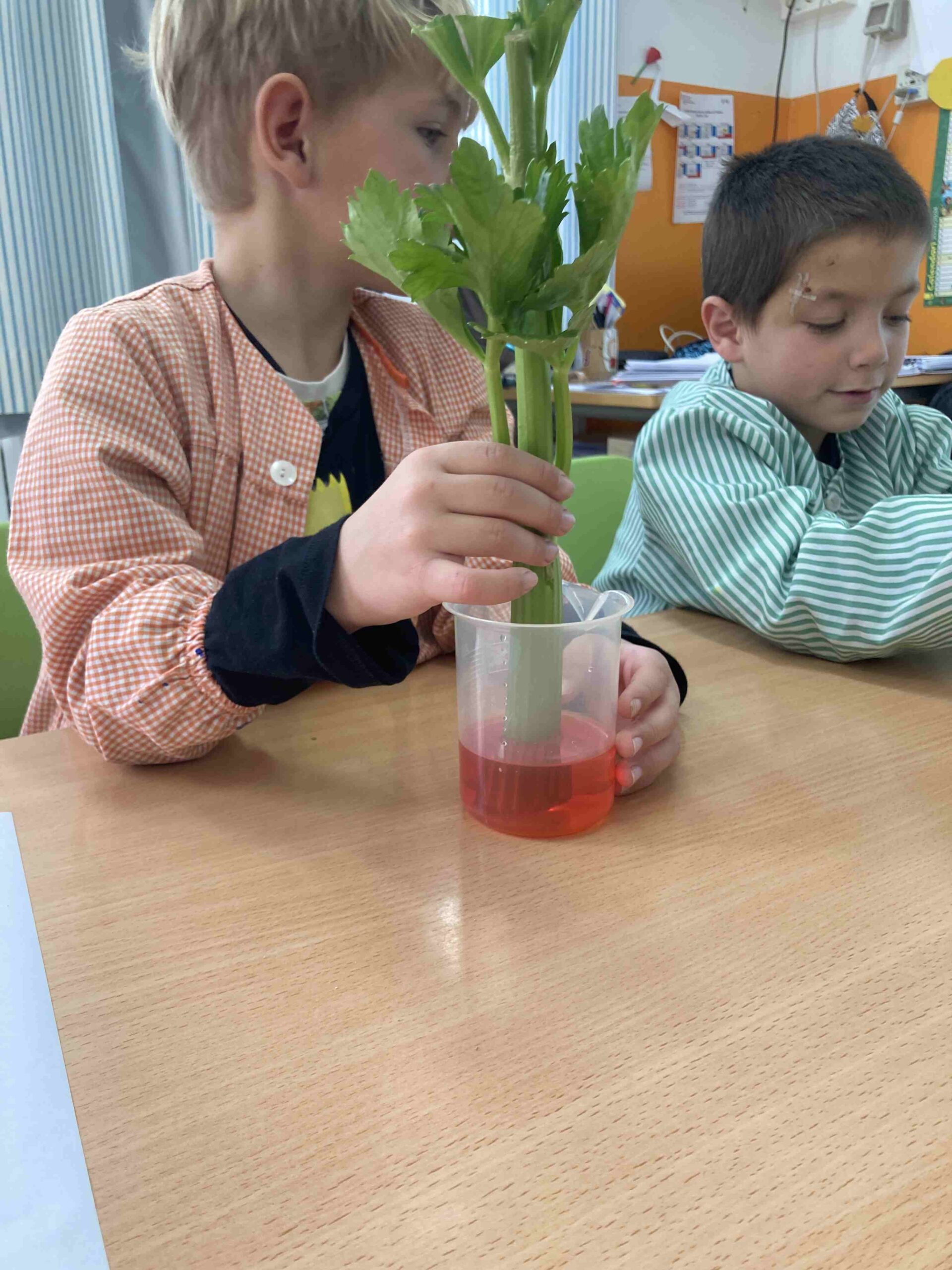 experiment plantes ci (9)