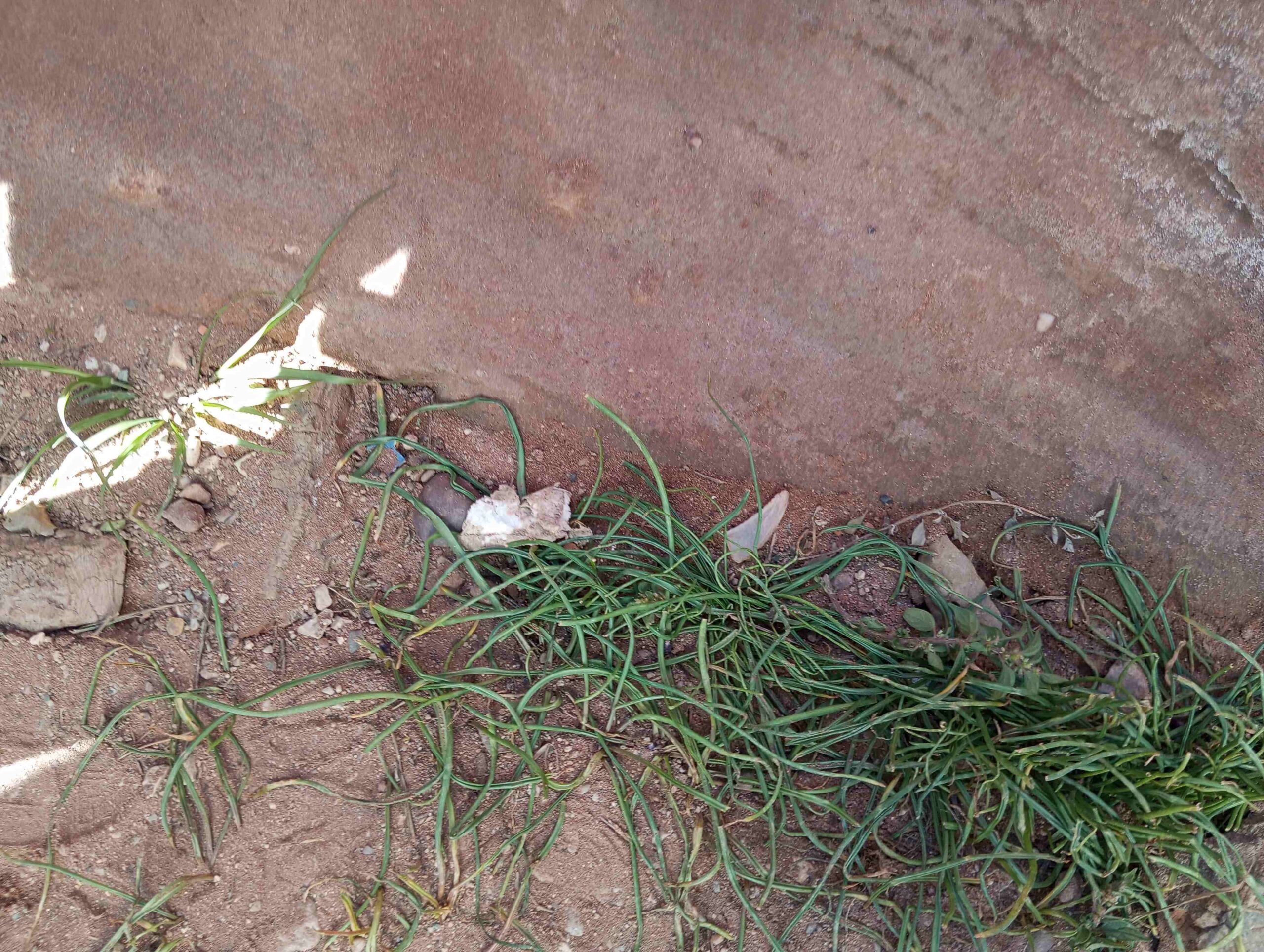 lets clean escola (4)