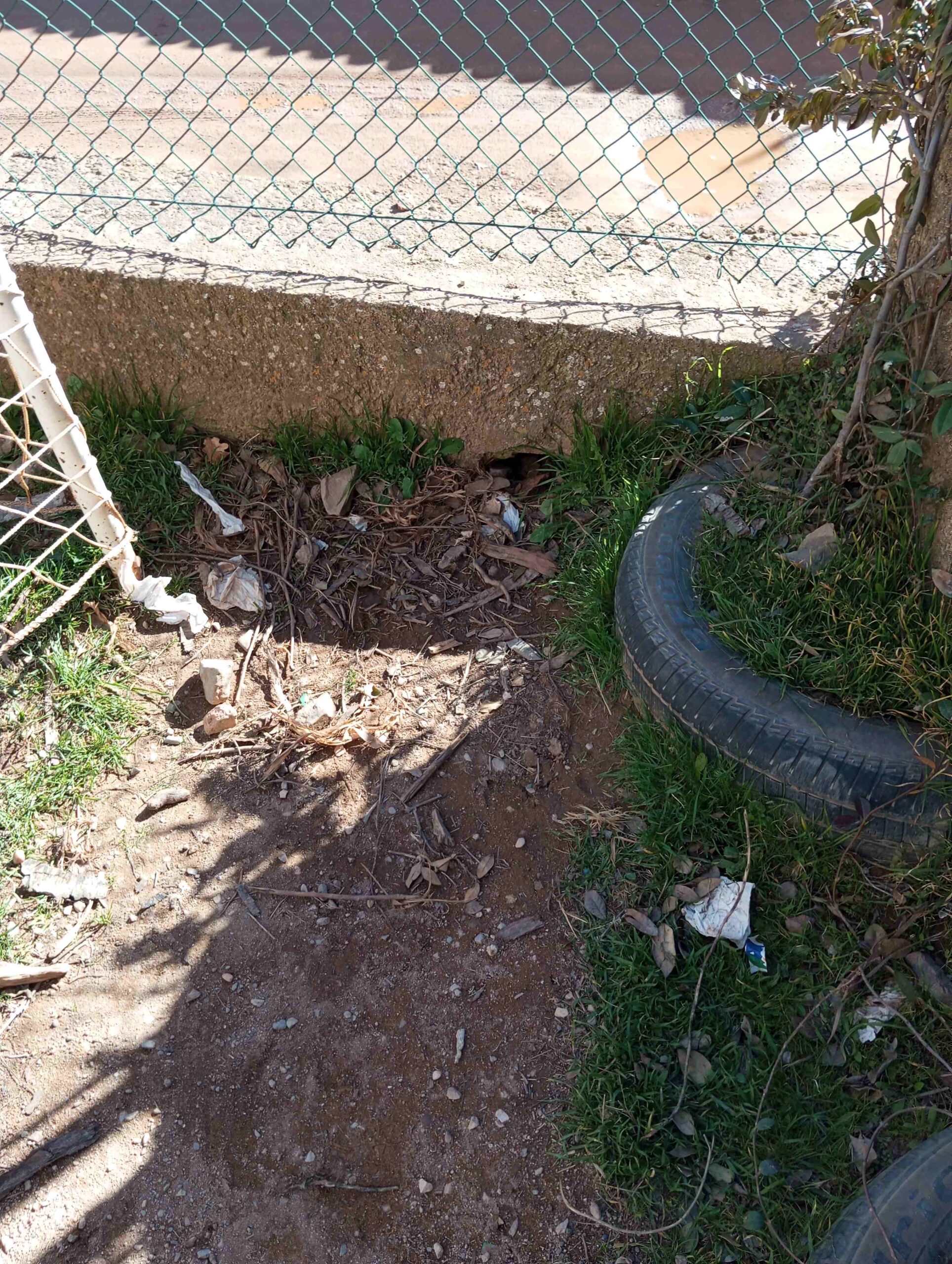 lets clean escola (5)