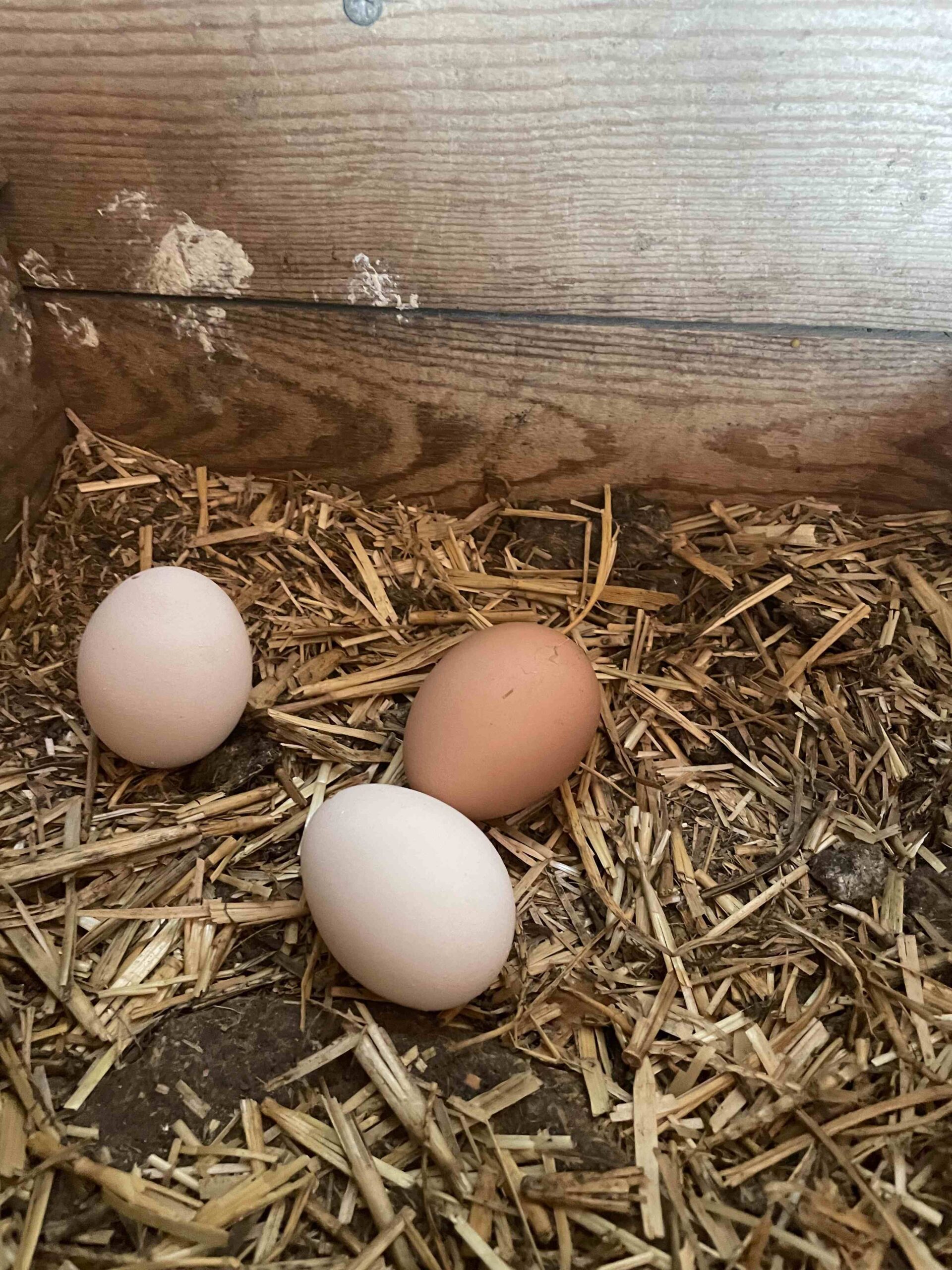 OFICI PARES LAIA CASETES FUSTA (10)