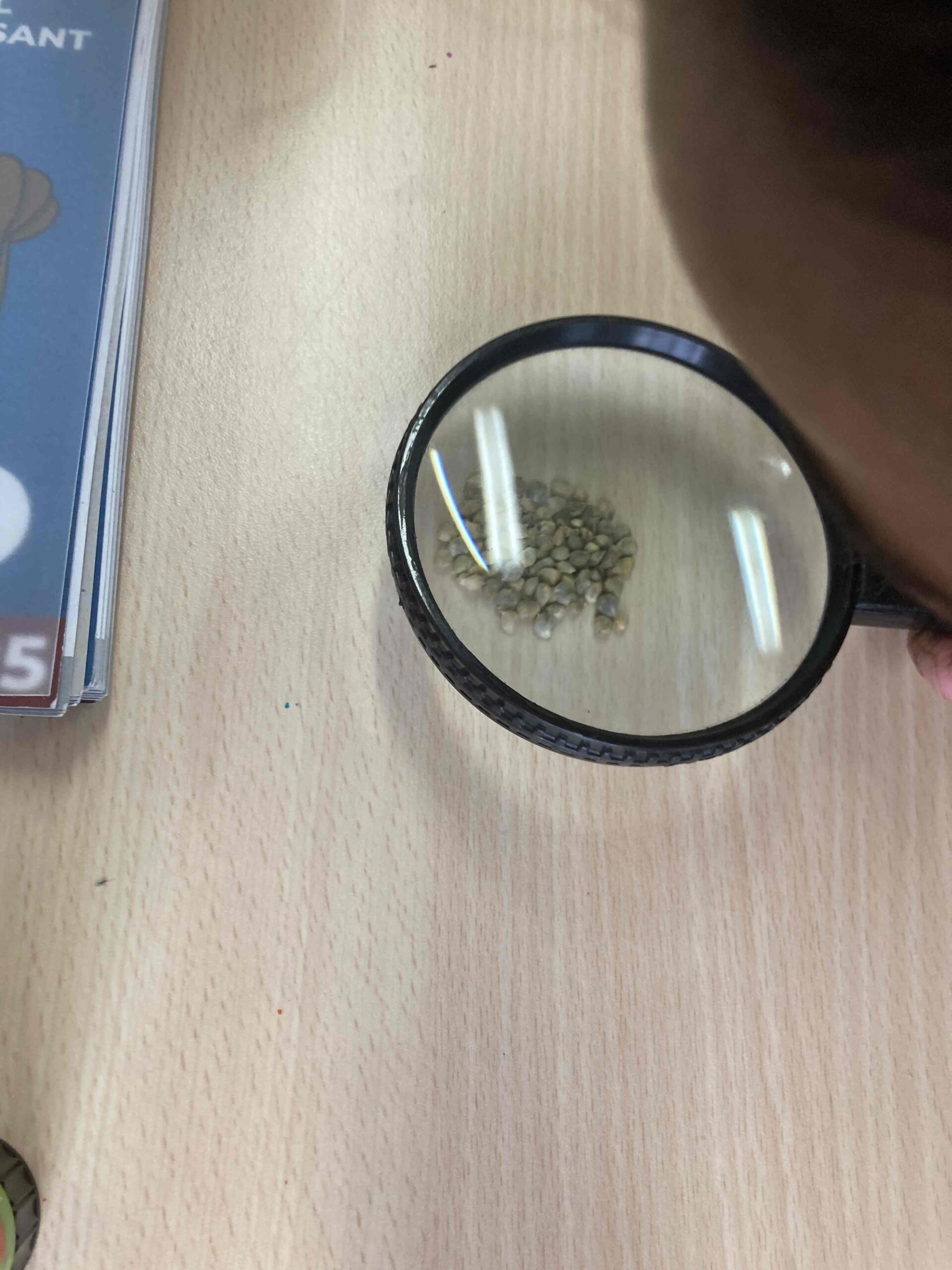 SEMRPEM ESPINACS (1) (Copy)