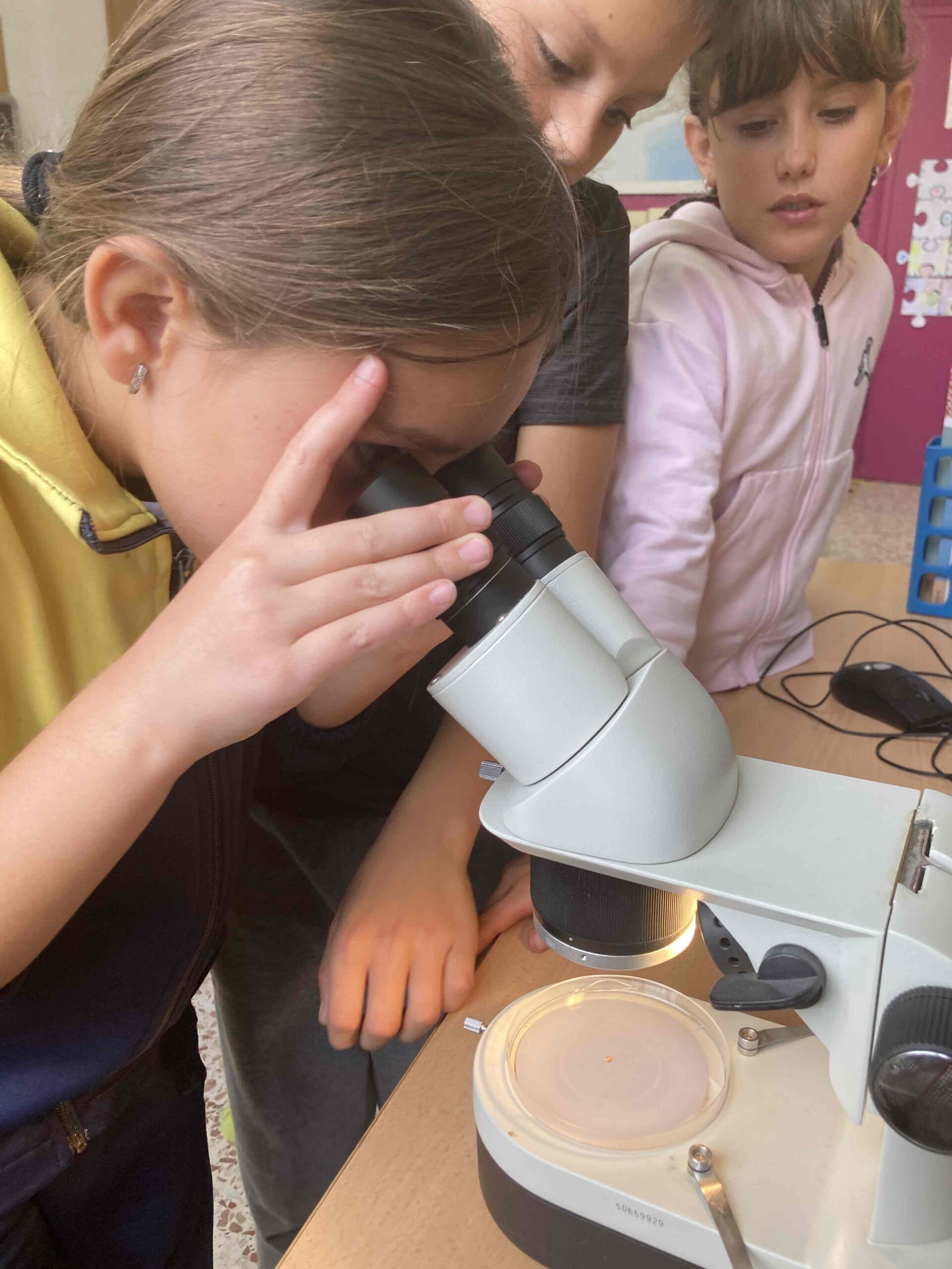 SEMRPEM ESPINACS (3) (Copy)