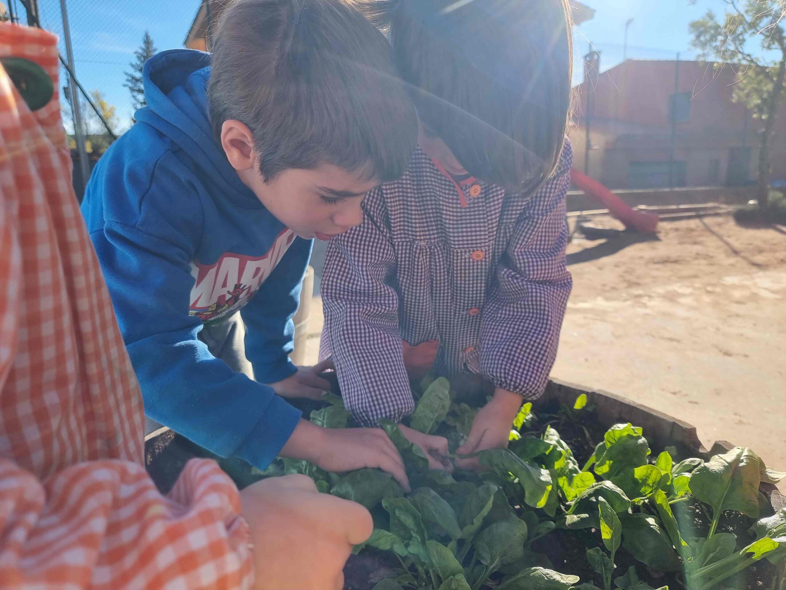 SEMBREM ESCOLES (17) (Copy)