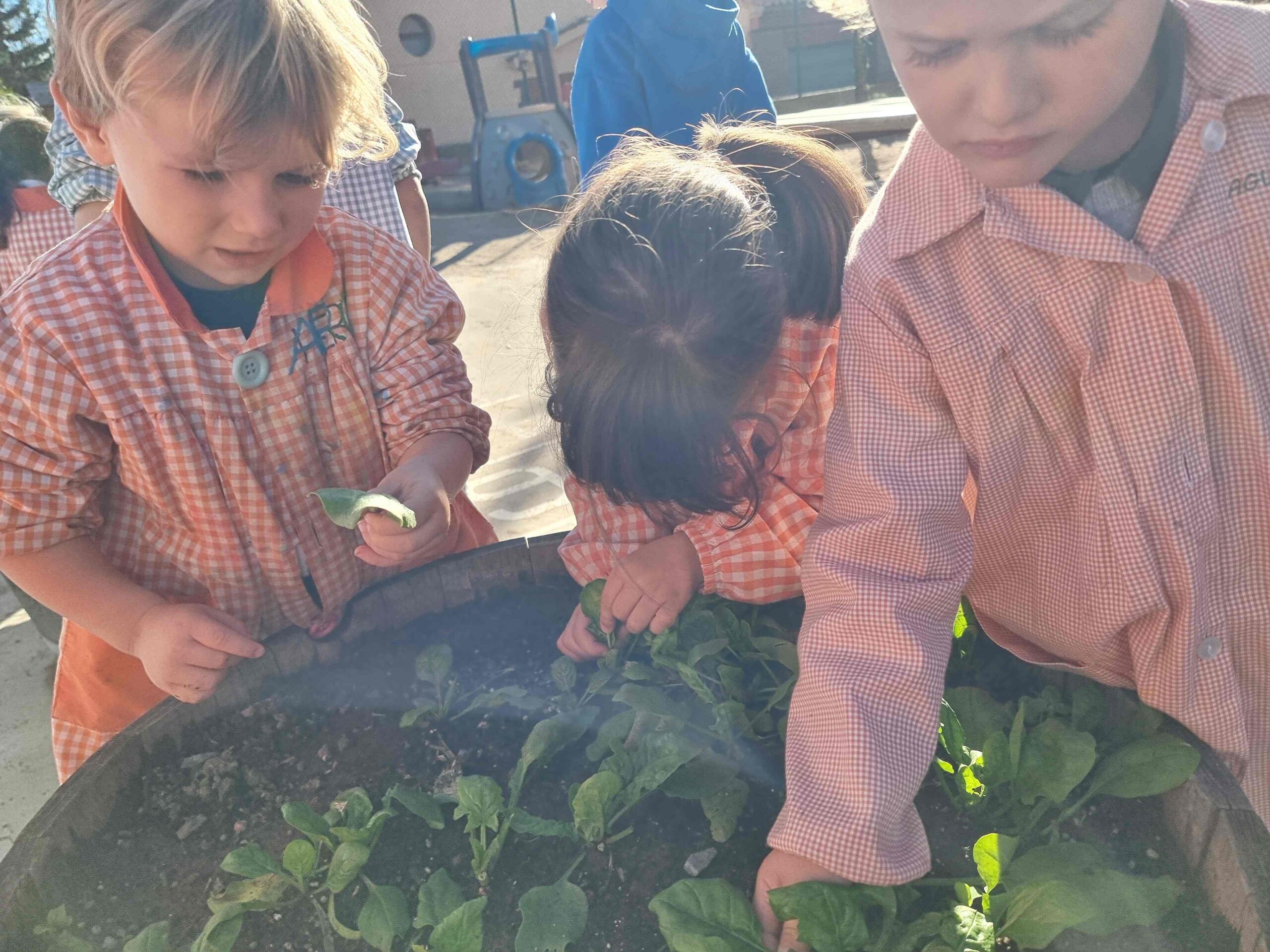 SEMBREM ESCOLES (18) (Copy)