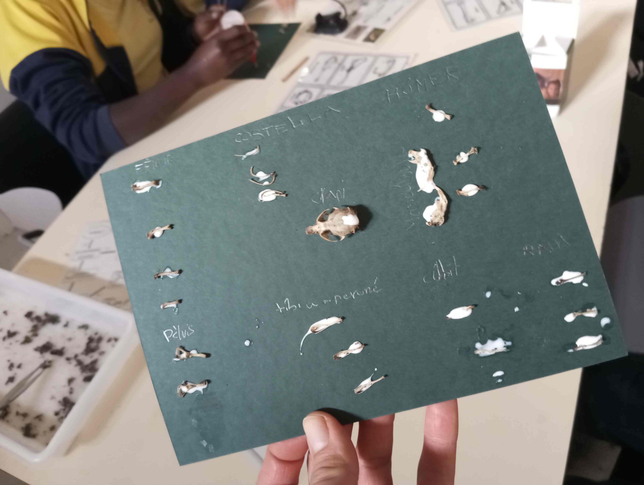 pnin bosc madur titllar (17) (Copy)