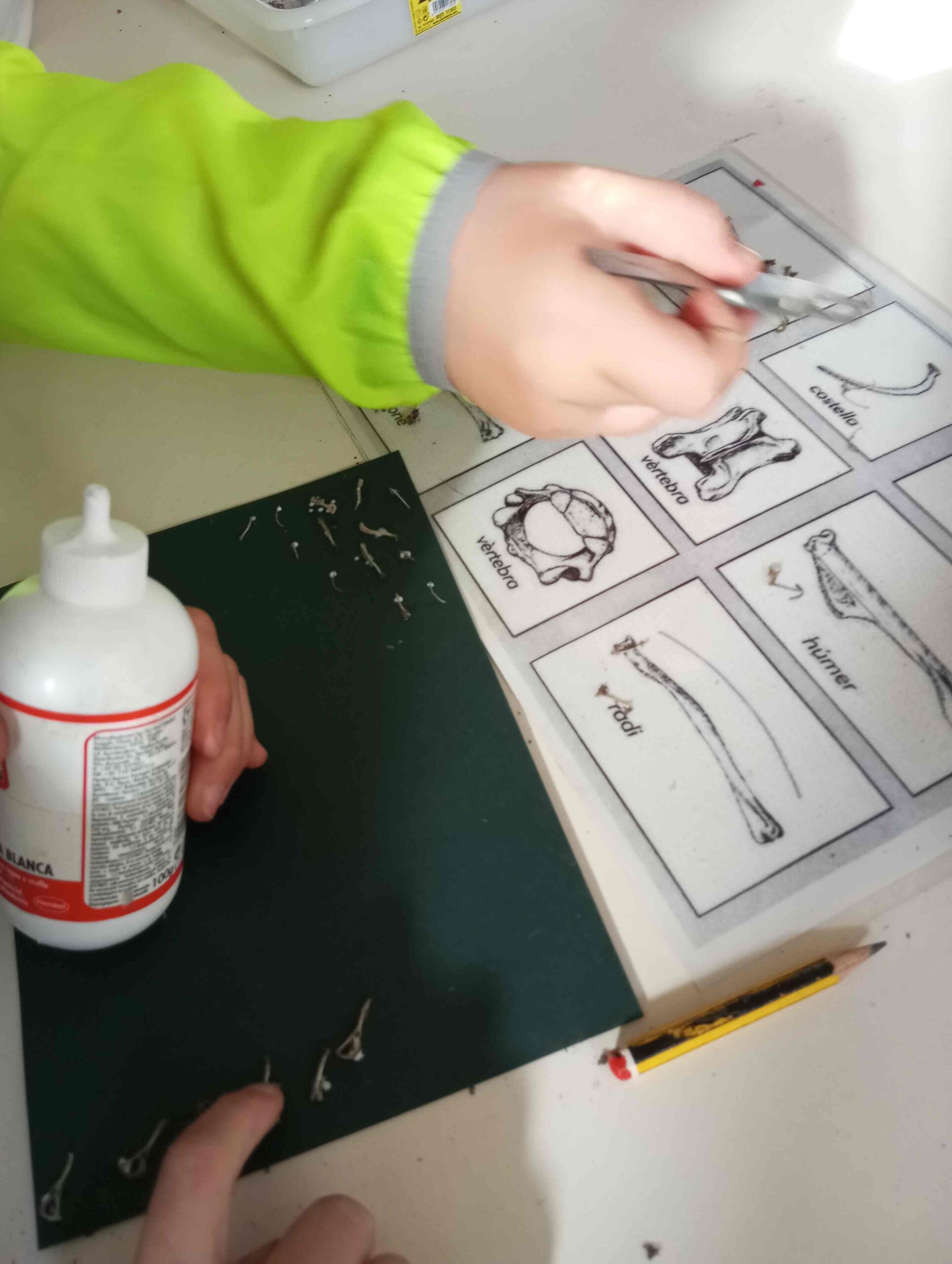 pnin bosc madur titllar (20) (Copy)