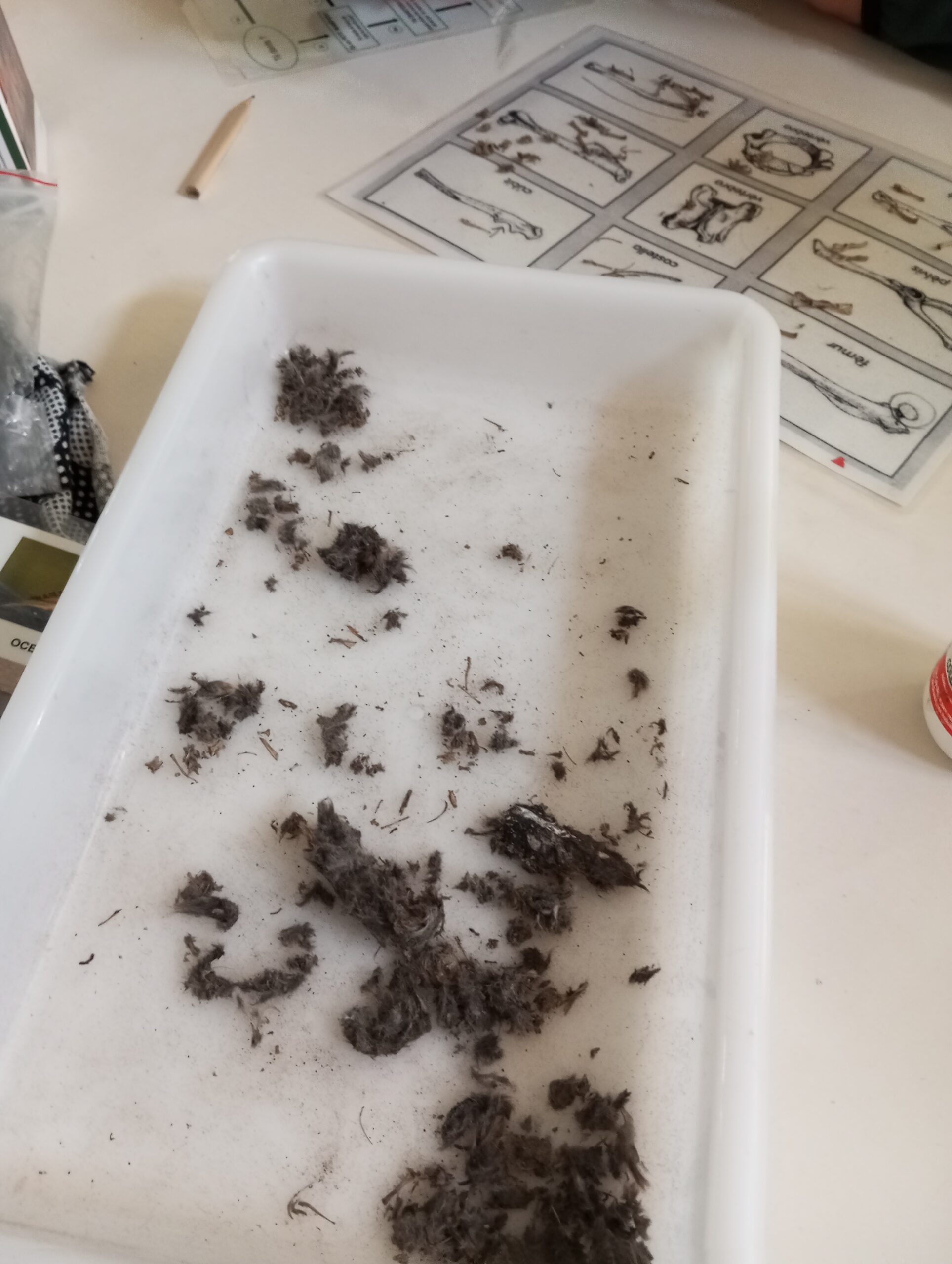 pnin bosc madur titllar (21)