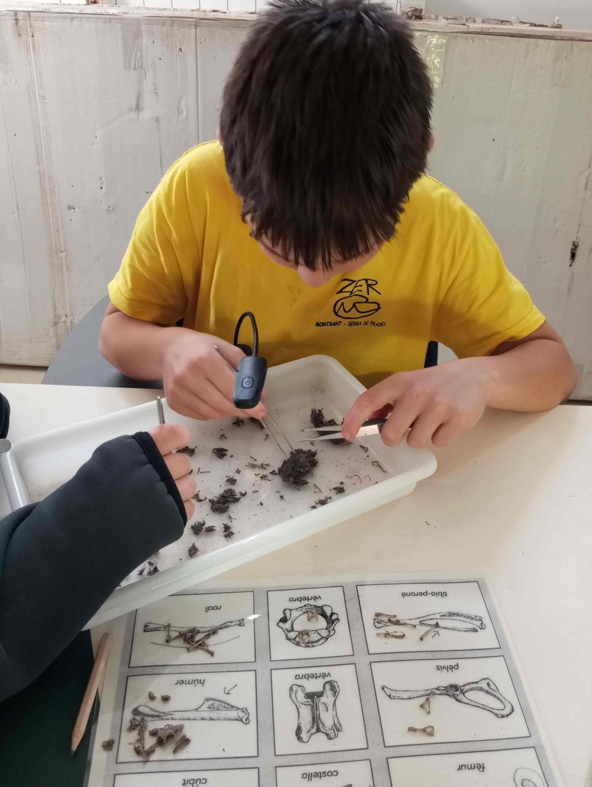 pnin bosc madur titllar (25) (Copy)