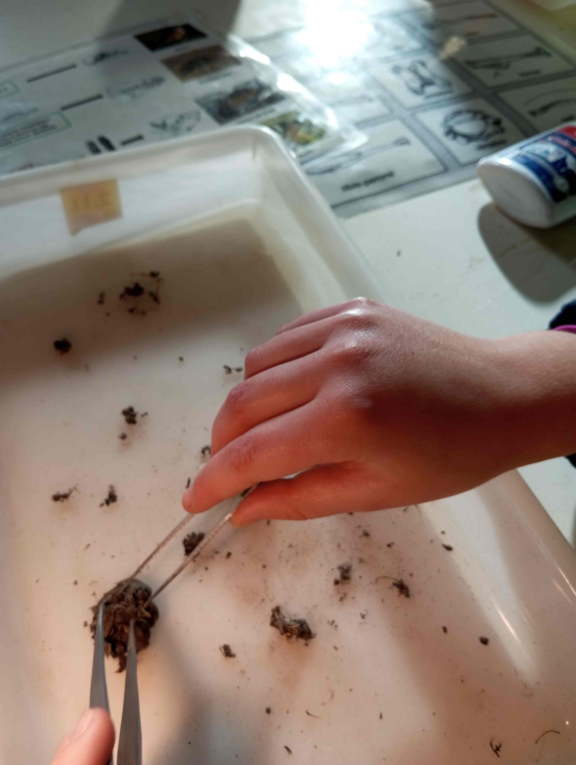 pnin bosc madur titllar (32) (Copy)