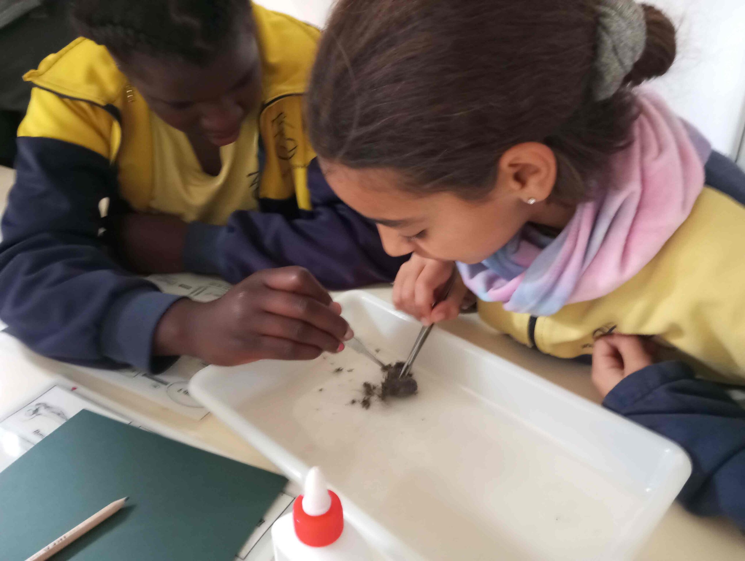 pnin bosc madur titllar (33) (Copy)