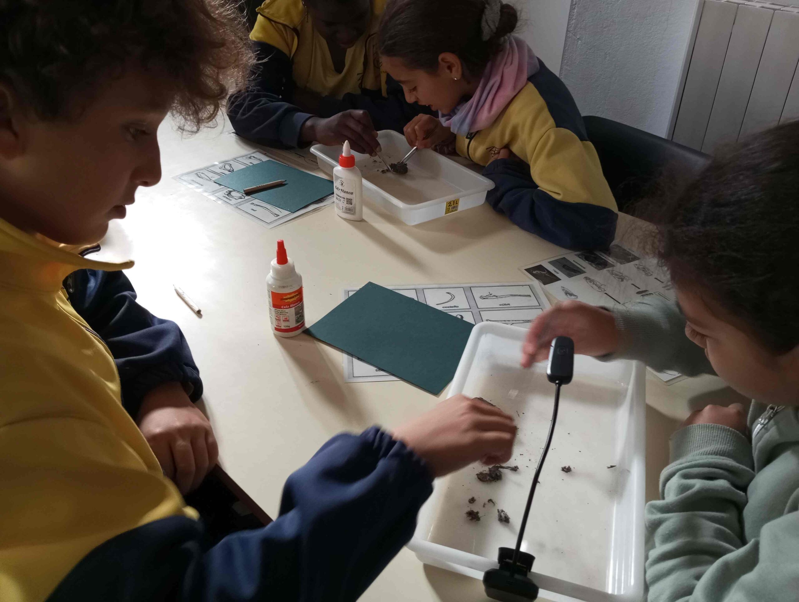 pnin bosc madur titllar (34) (Copy)