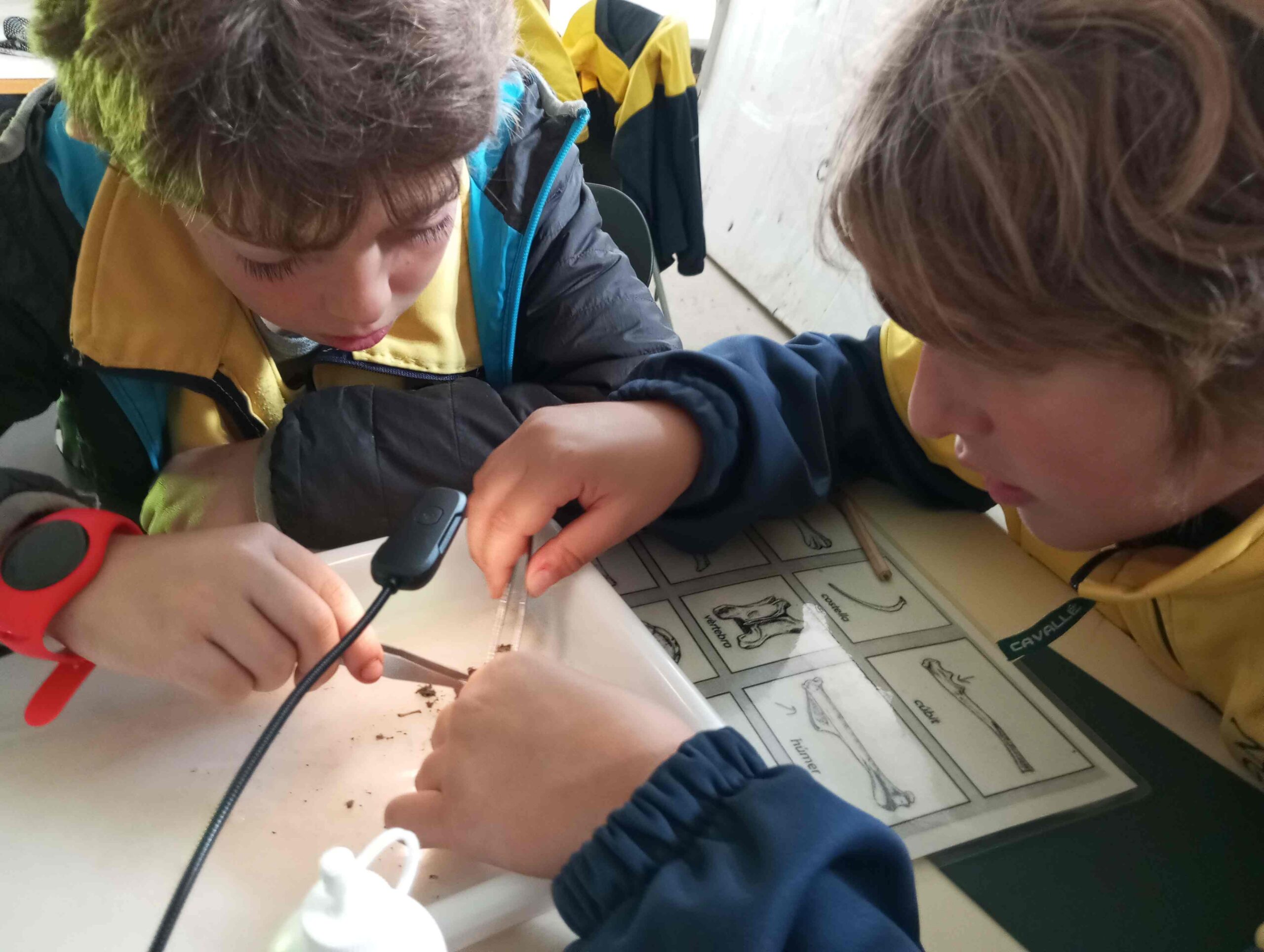 pnin bosc madur titllar (35) (Copy)