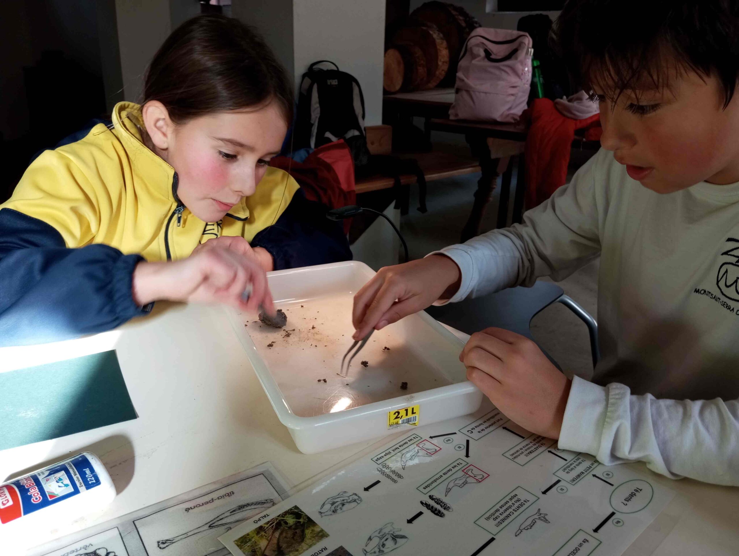 pnin bosc madur titllar (36) (Copy)