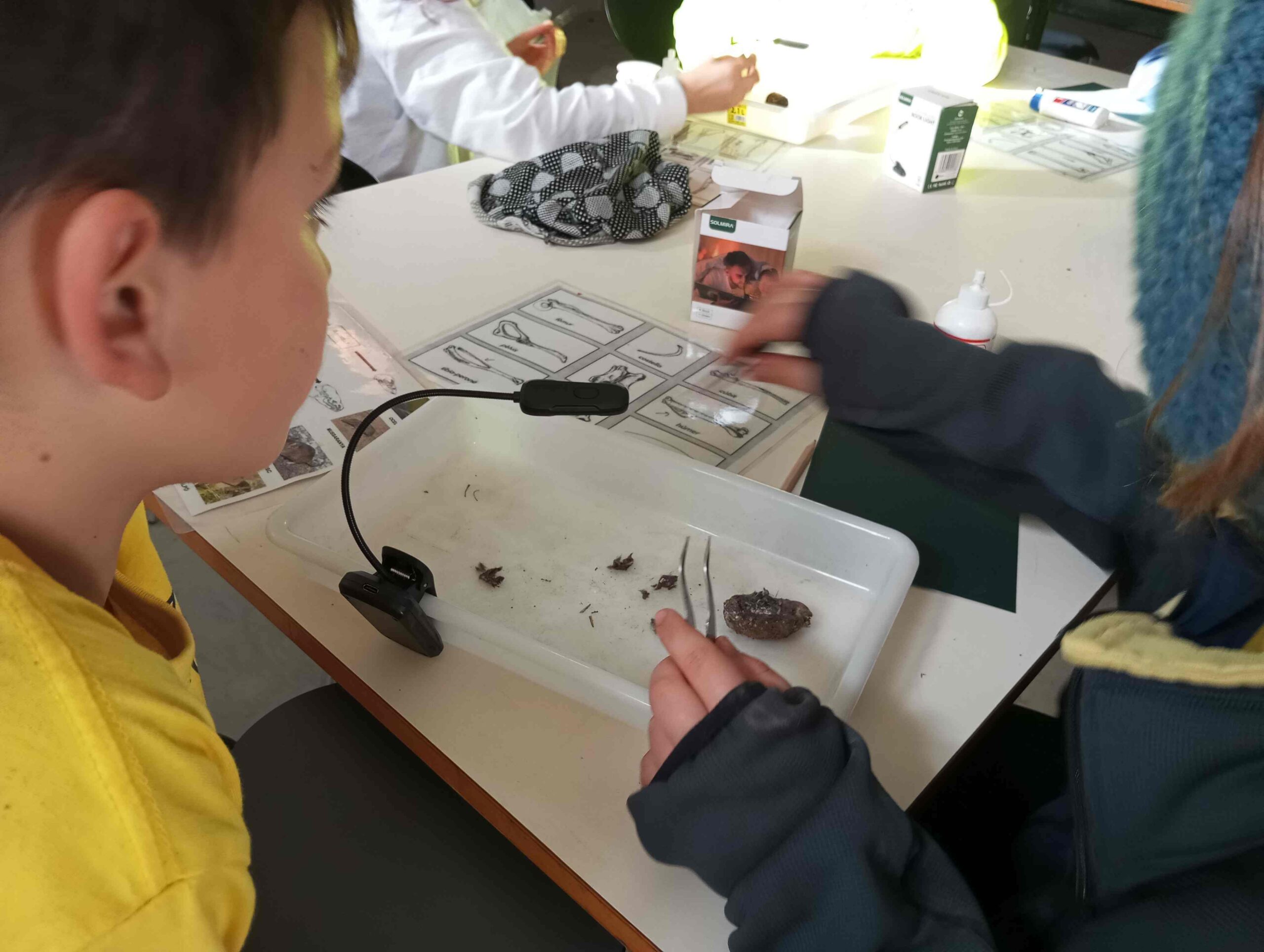 pnin bosc madur titllar (37) (Copy)