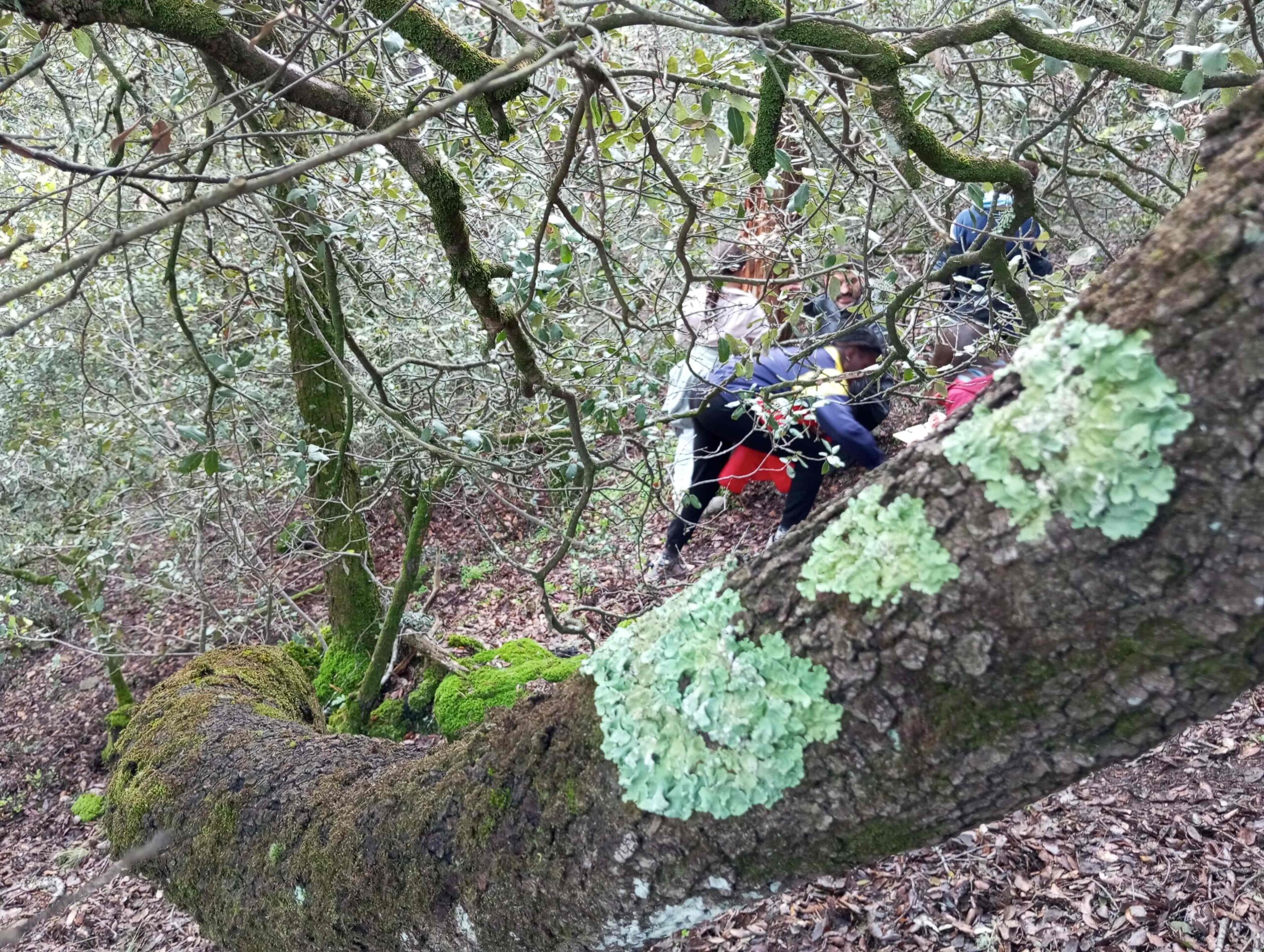 pnin bosc madur titllar (50) (Copy)