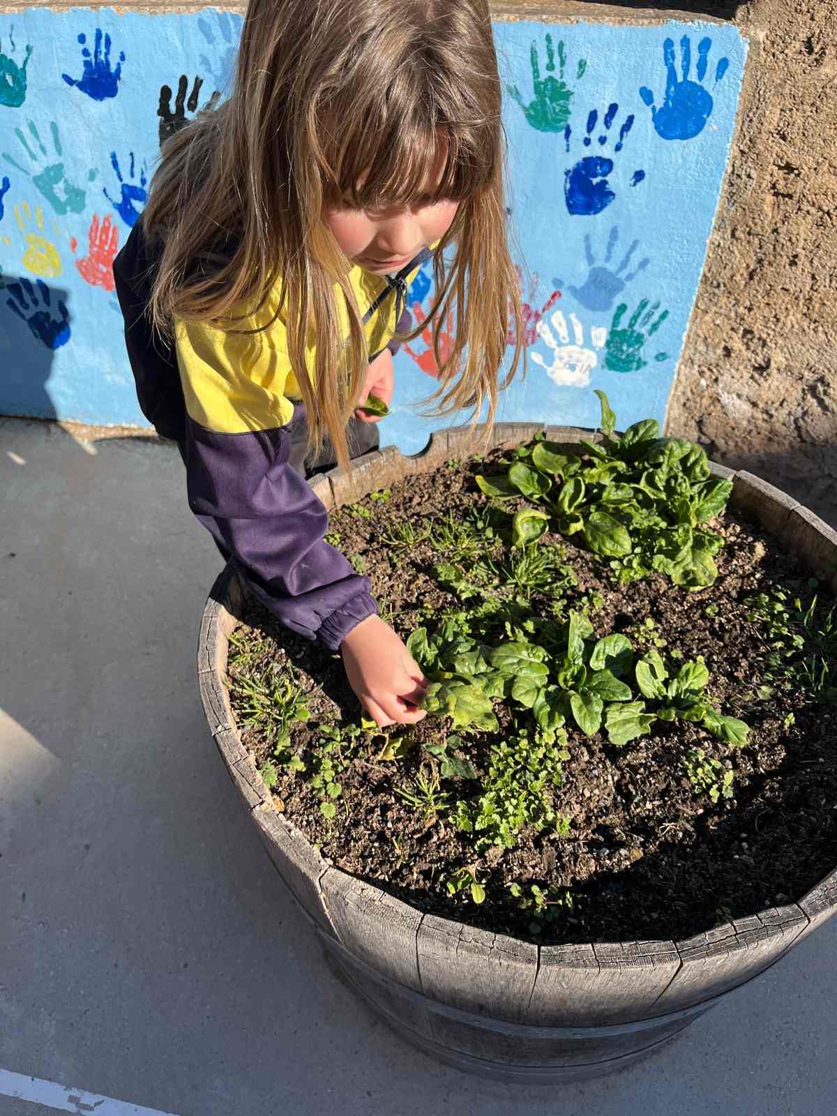 espinacs hort (2) (Copy)