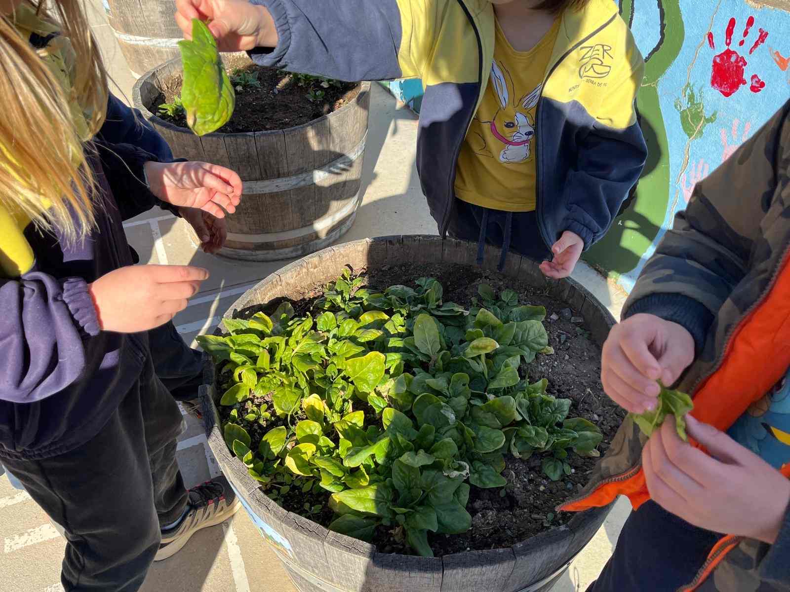 espinacs hort (4) (Copy)