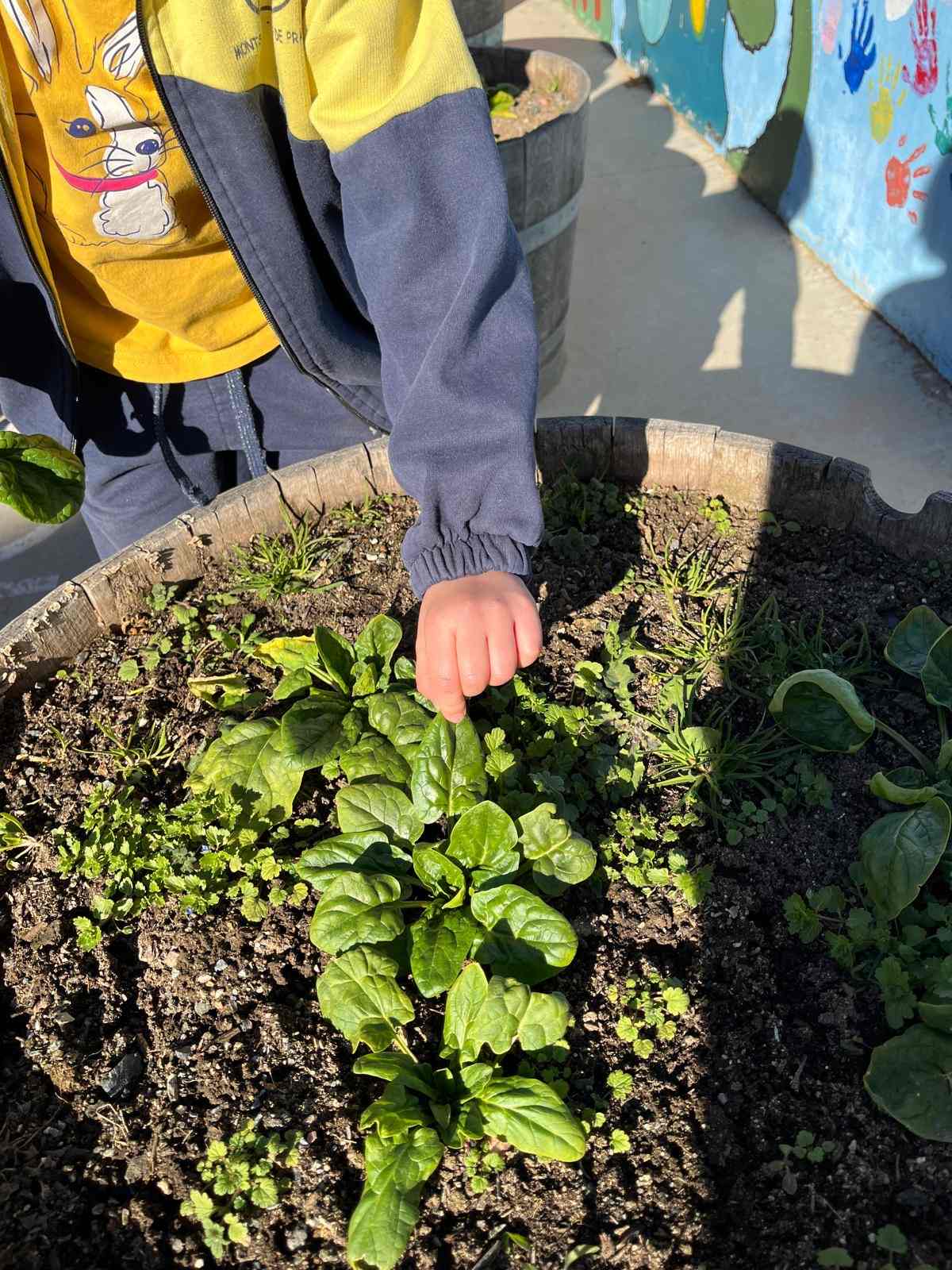 espinacs hort (5) (Copy)