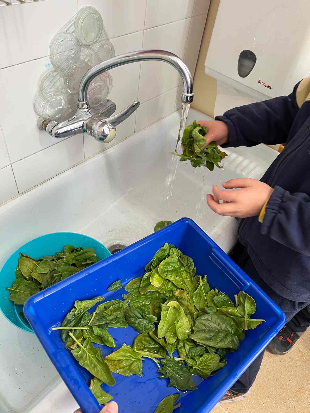 espinacs hort (6) (Copy)