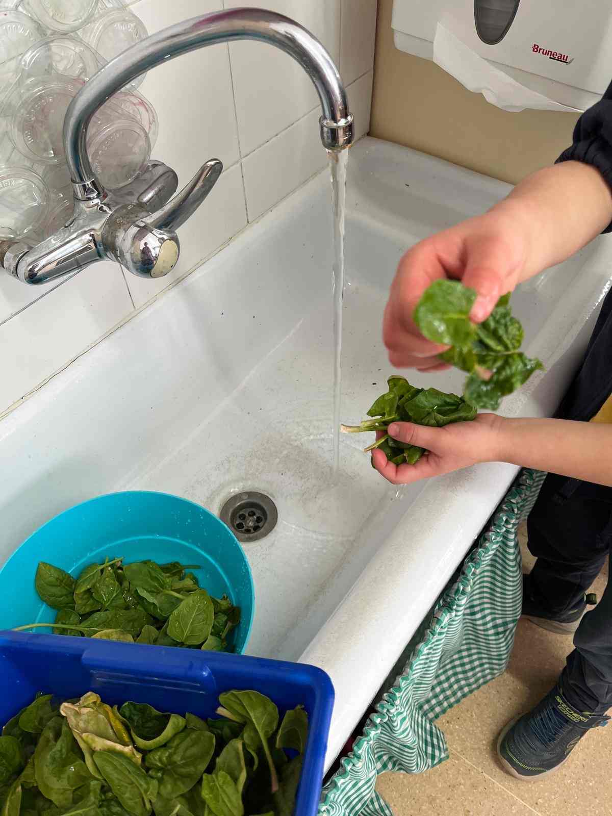 espinacs hort (7) (Copy)